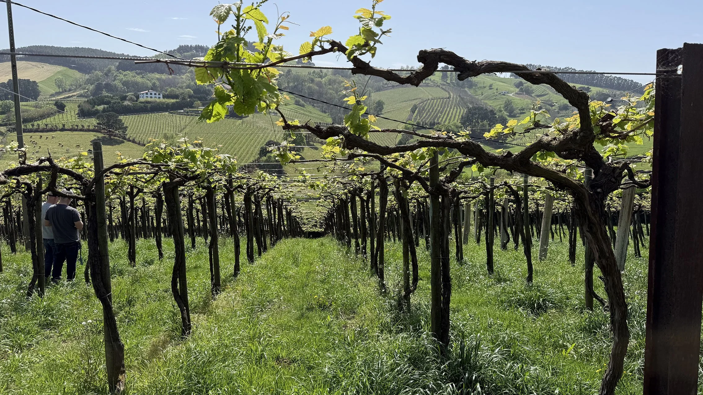 The Vineyard in Feb!