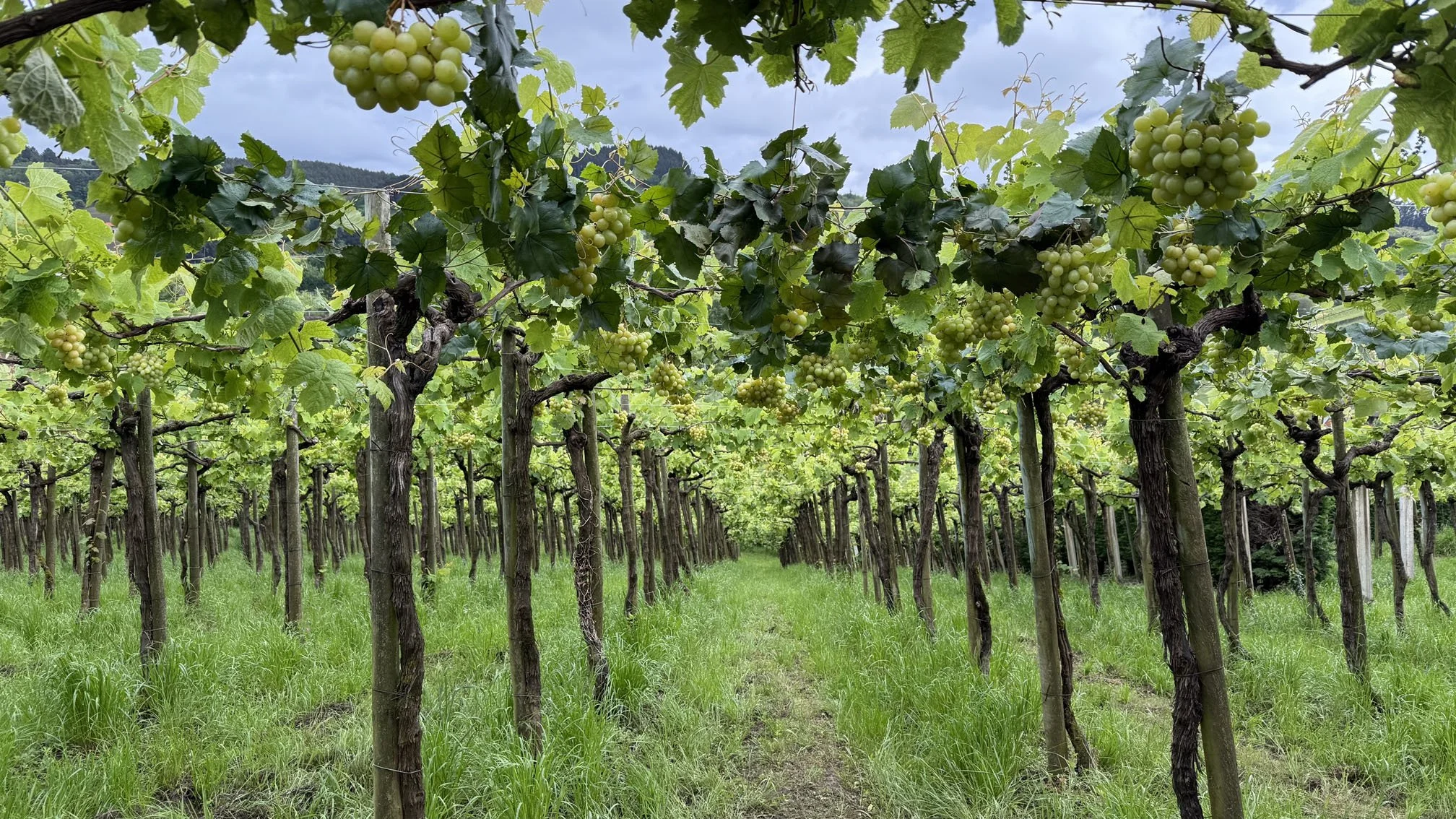 The Vineyard