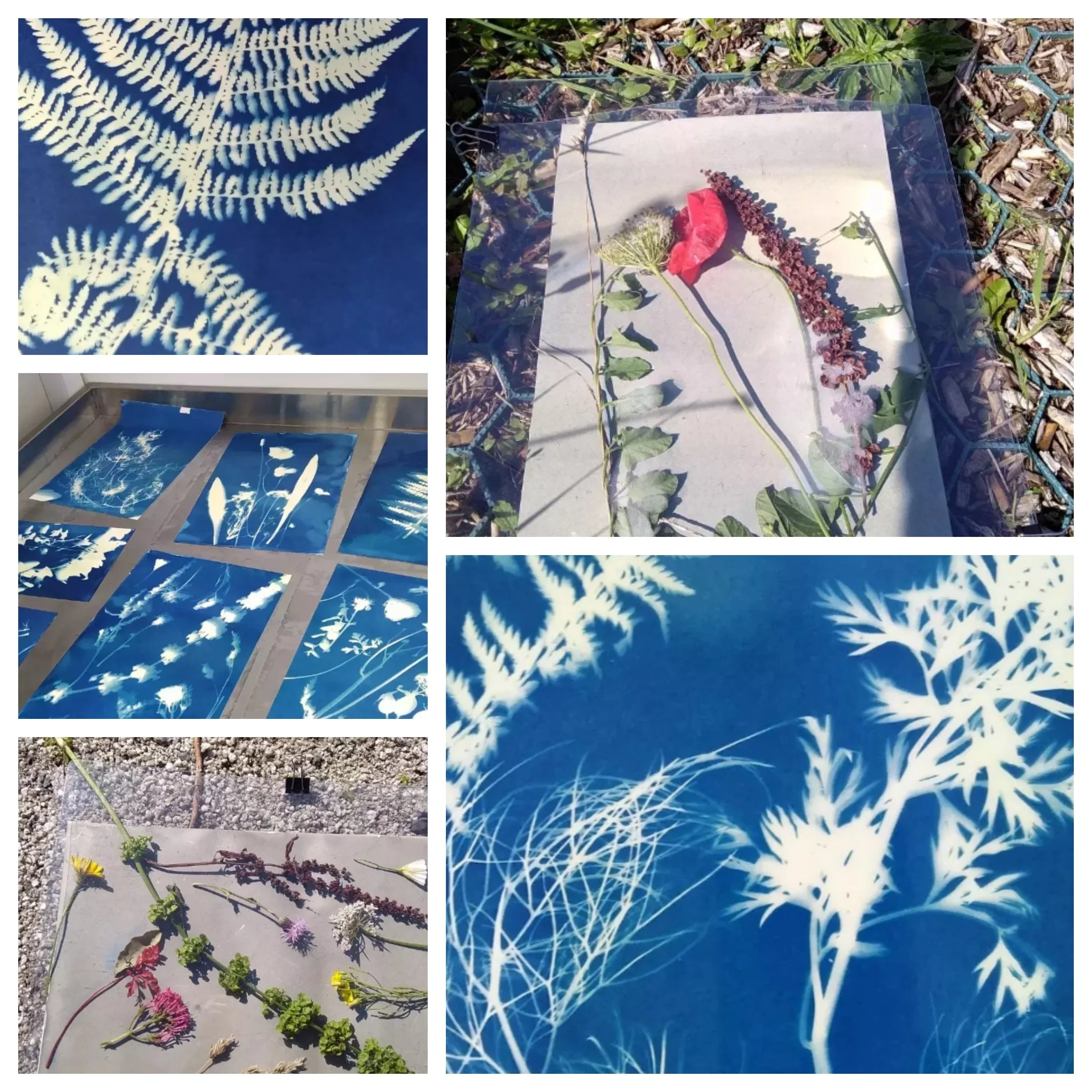 Cyanotype Workshop Saturday 6th June 2026- Duchy Nursery 10am- £40 per person (this session has a choice of am or pm start)