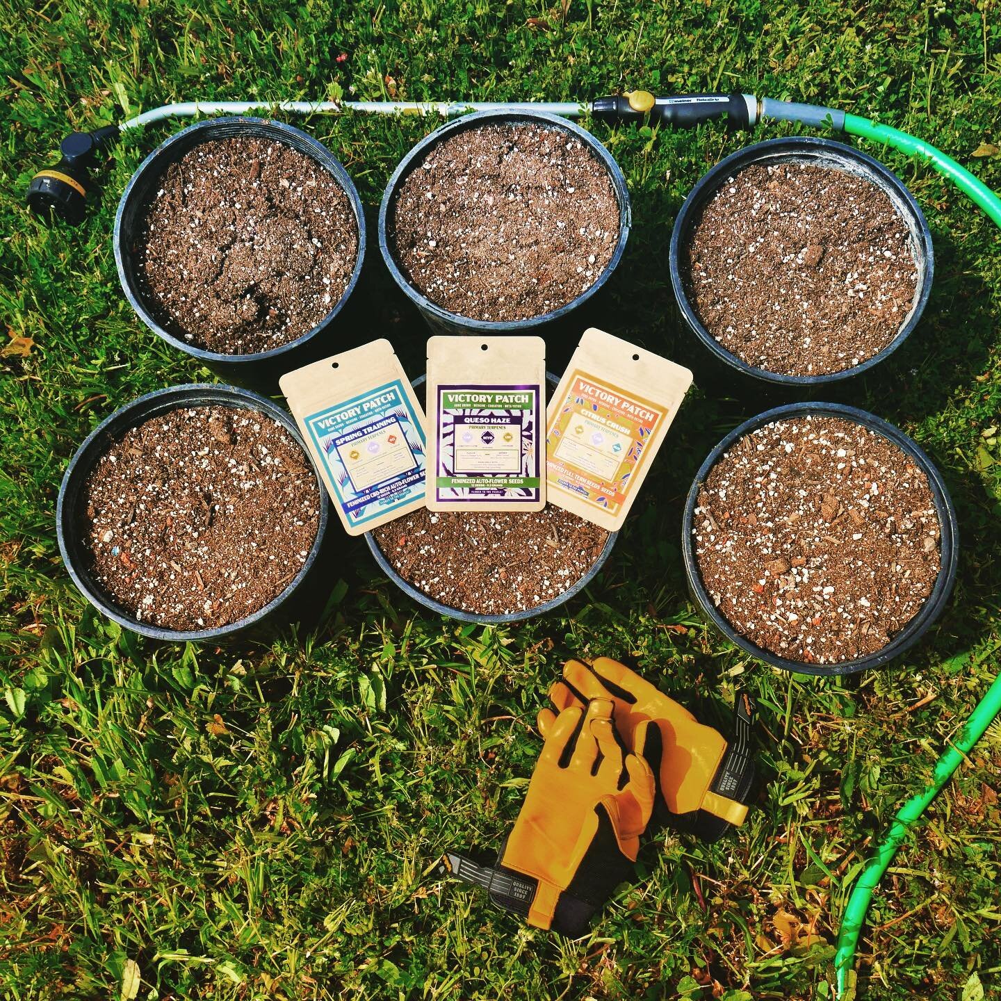 Need some grow guides for your Victory Patch seeds?  Take a look at our link in bio for some easy to follow steps on our website and get your garden looking mint!
🪴
#victorypatch  #iamavictorypatcher #flowertothepeople #patchmein #itsjustaplant
#uni