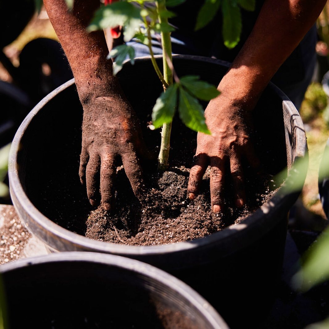 Time for a dirt manicure!  Who&rsquo;s playing in the soil today?  Time to get those #CitrusCrush in their big pots!
🪴
#victorypatch  #iamavictorypatcher #flowertothepeople #patchmein #itsjustaplant
#unitedweedstand #sungrowncannabis #backyardcannab