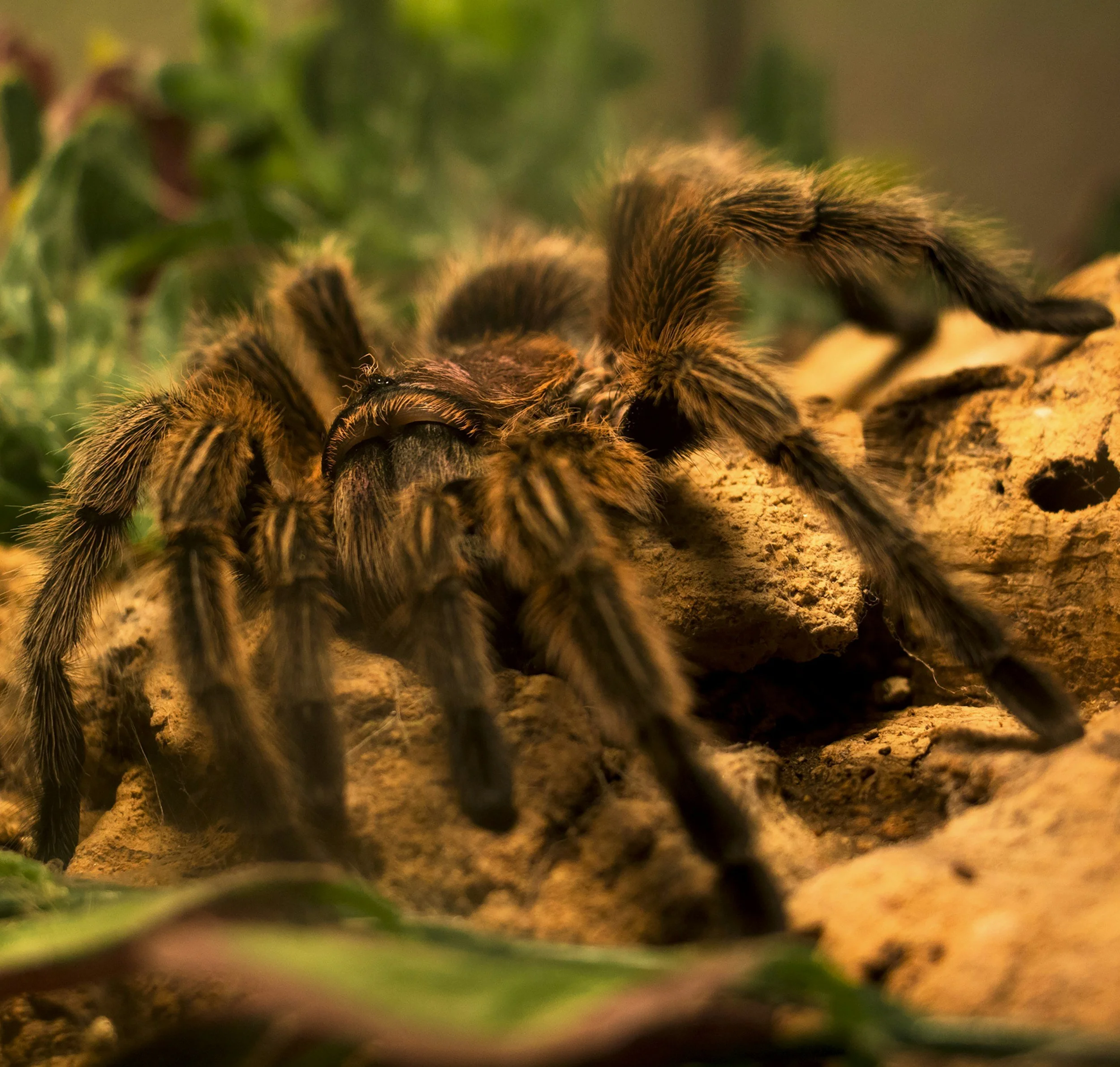 Spooky Halloween Animals!