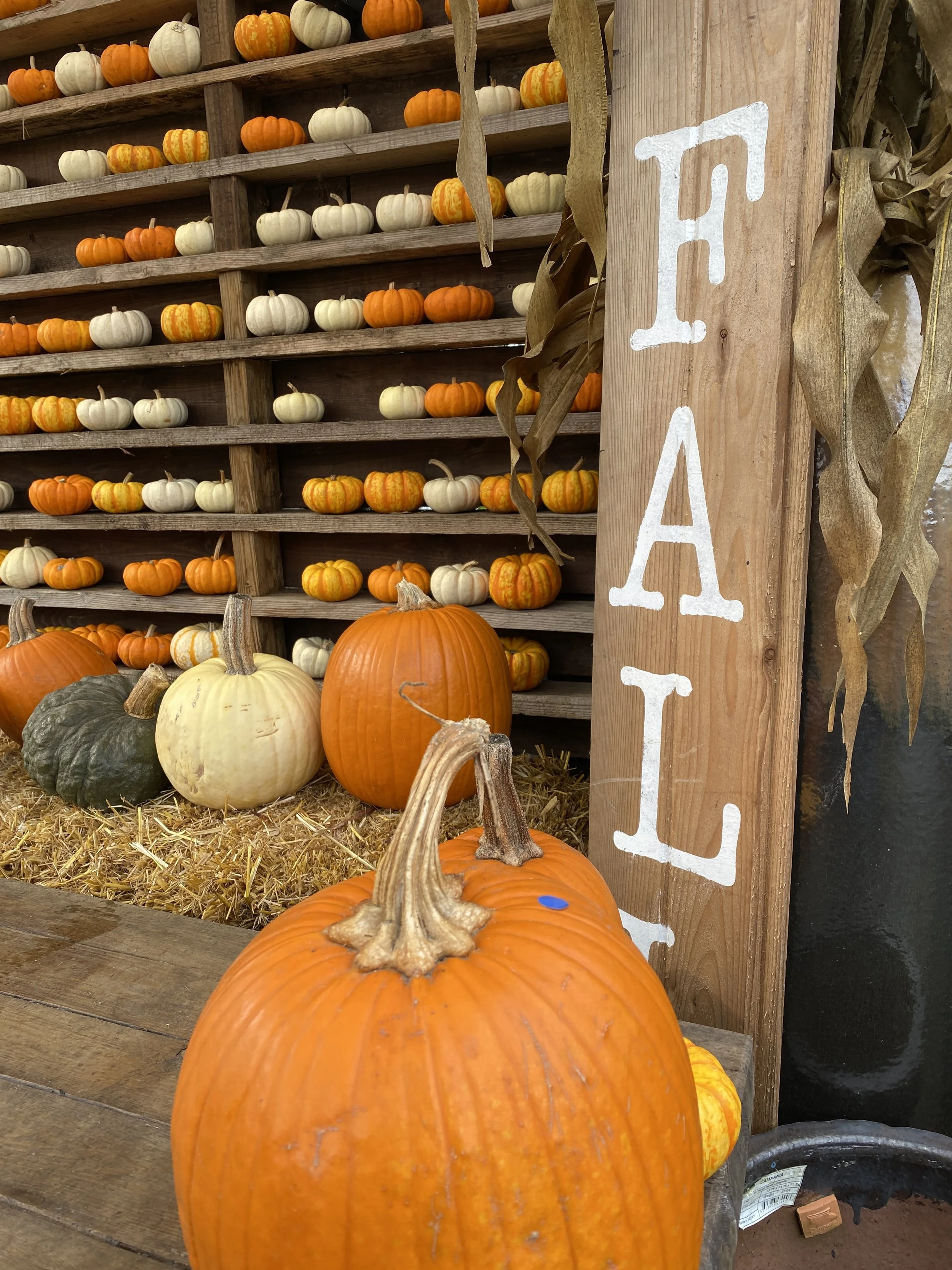 Fall Days in Grade Two