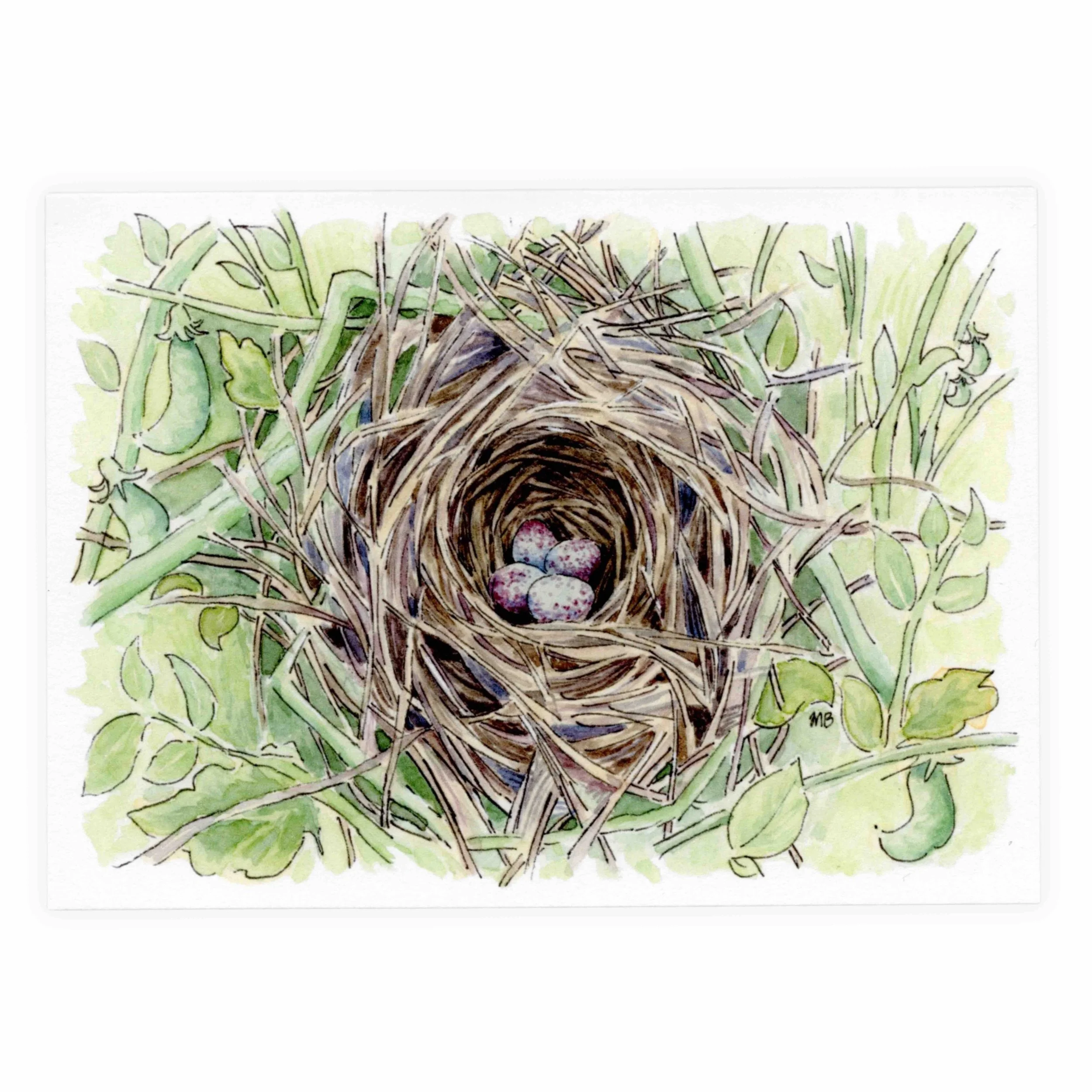 nest 1.jpg