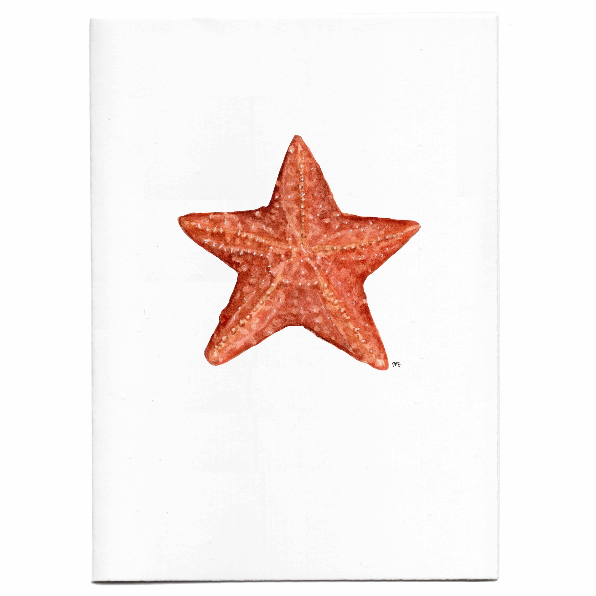starfish 2 website image 1.jpg