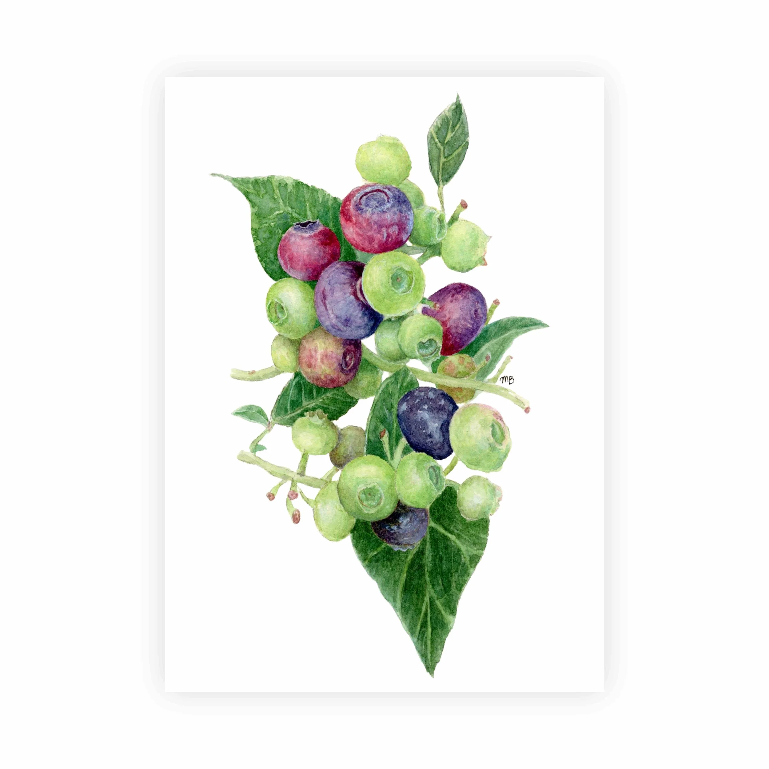 Bluberries Watercolor Painting Print | 5x7" Unframed