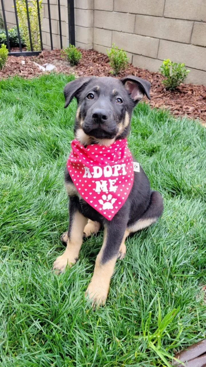 Free & LowCost Veterinary Services — the HIT Living Foundation