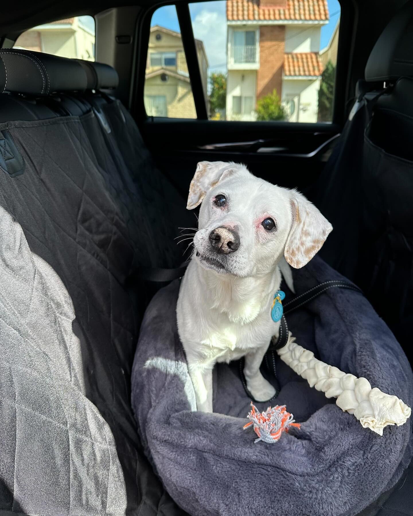 Yesterday, Rufus went for his first wellness vet visit! 🏥

At around 8-9 years young, he&rsquo;s still got it! Despite some cloudy lenses in his eyes and a bit of fuzziness in his field of vision likely due to age, Rufus aced his eye tests. His ears