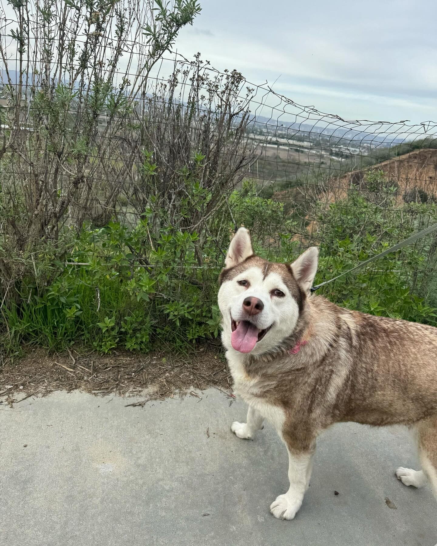 Meet Althea, our 10 years young Husky! 🐶

Althea is a golden girl, found at the shelter in rough shape and downtrodden. It took two baths to get her clean, we expect she&rsquo;s lived outside most of her life.&nbsp;Though it looked as if her spirit 