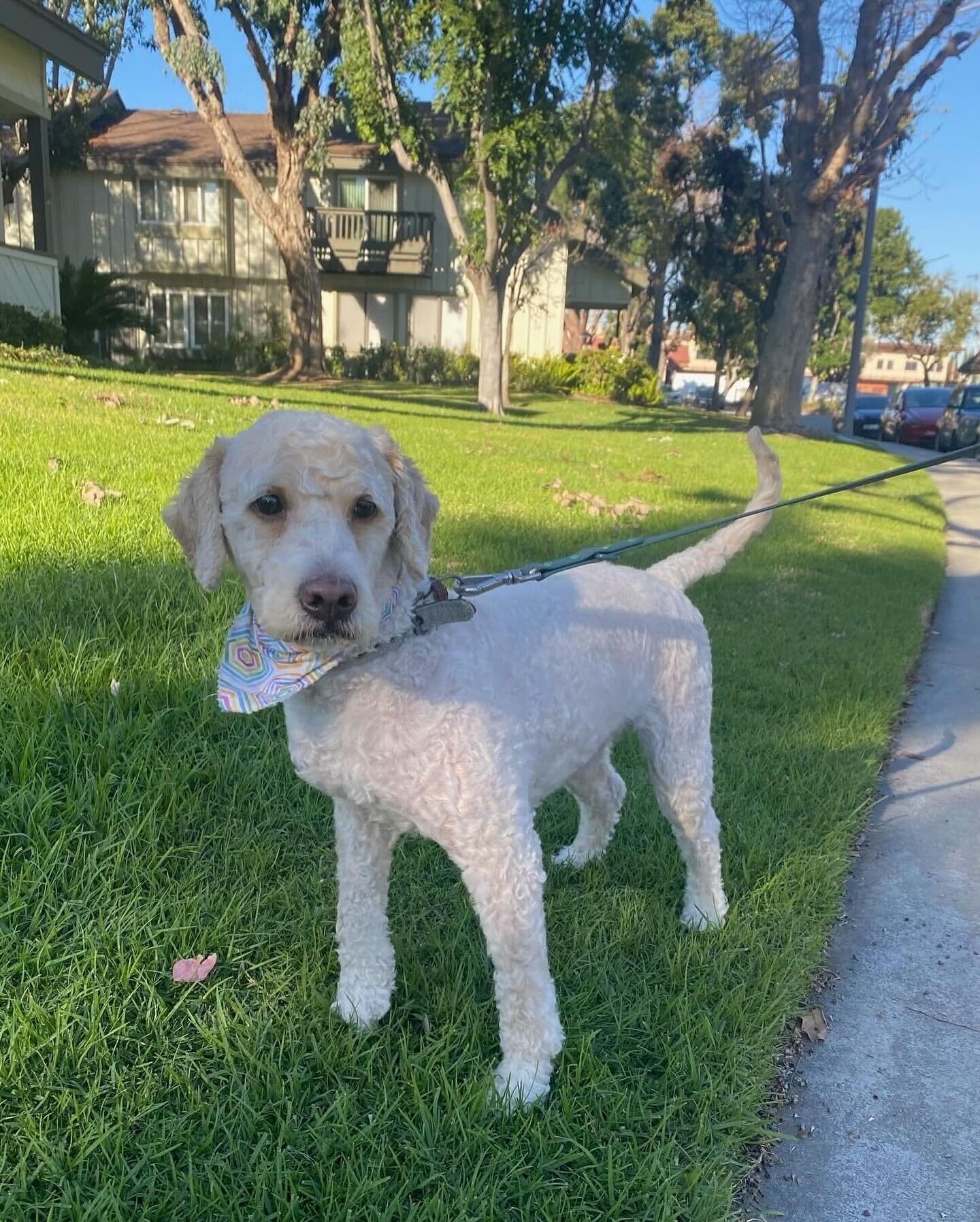 ✨ COURTESY POST ✨

Bentley is a friendly 2-year-old Poodle weighing 25 lbs per his owners (but we actually think he weighs a bit more). Sadly, his owners&rsquo; landlord has asked them to find him a new home because he&rsquo;s grown larger than expec