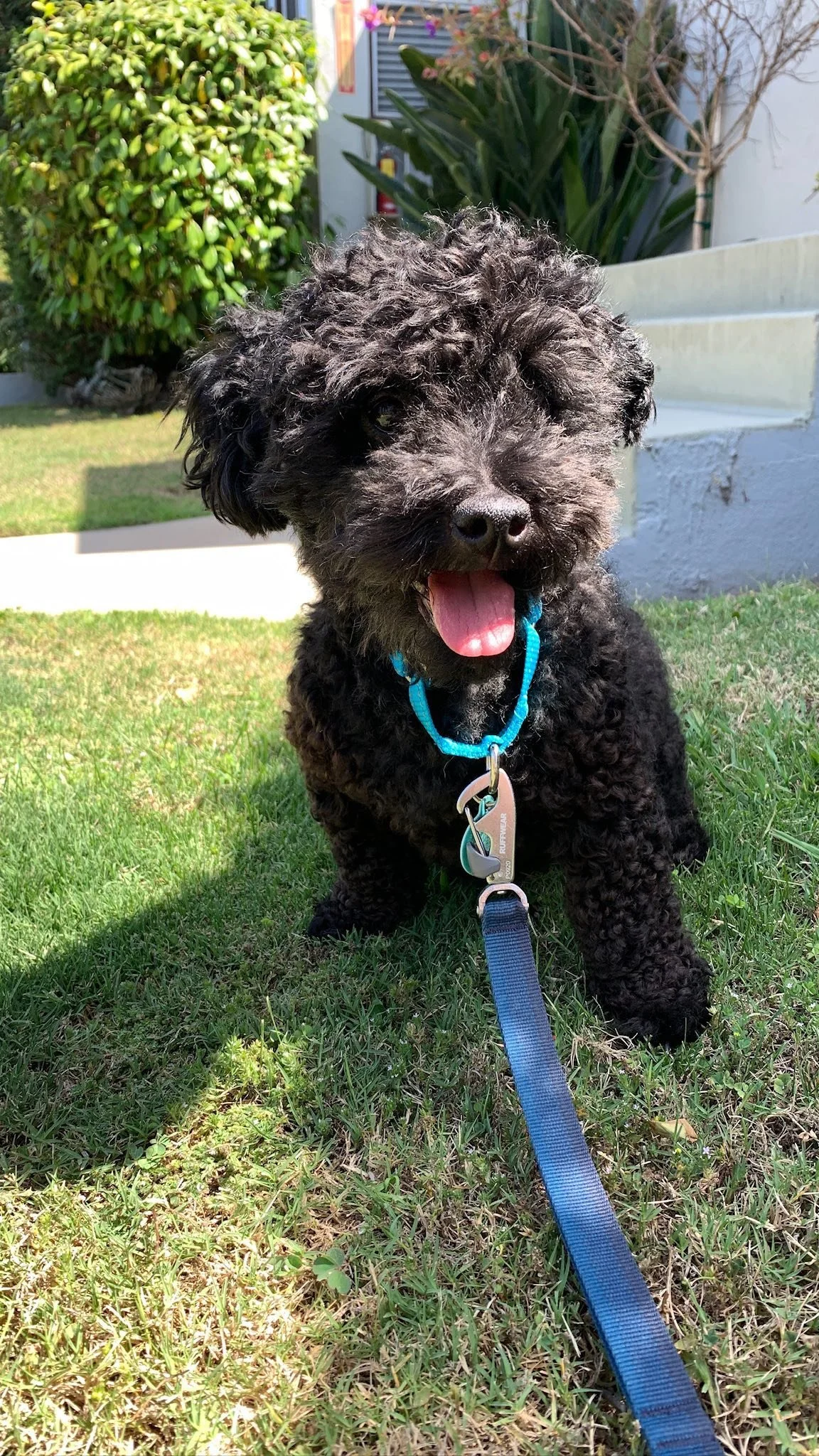 Free & LowCost Veterinary Services — the HIT Living Foundation