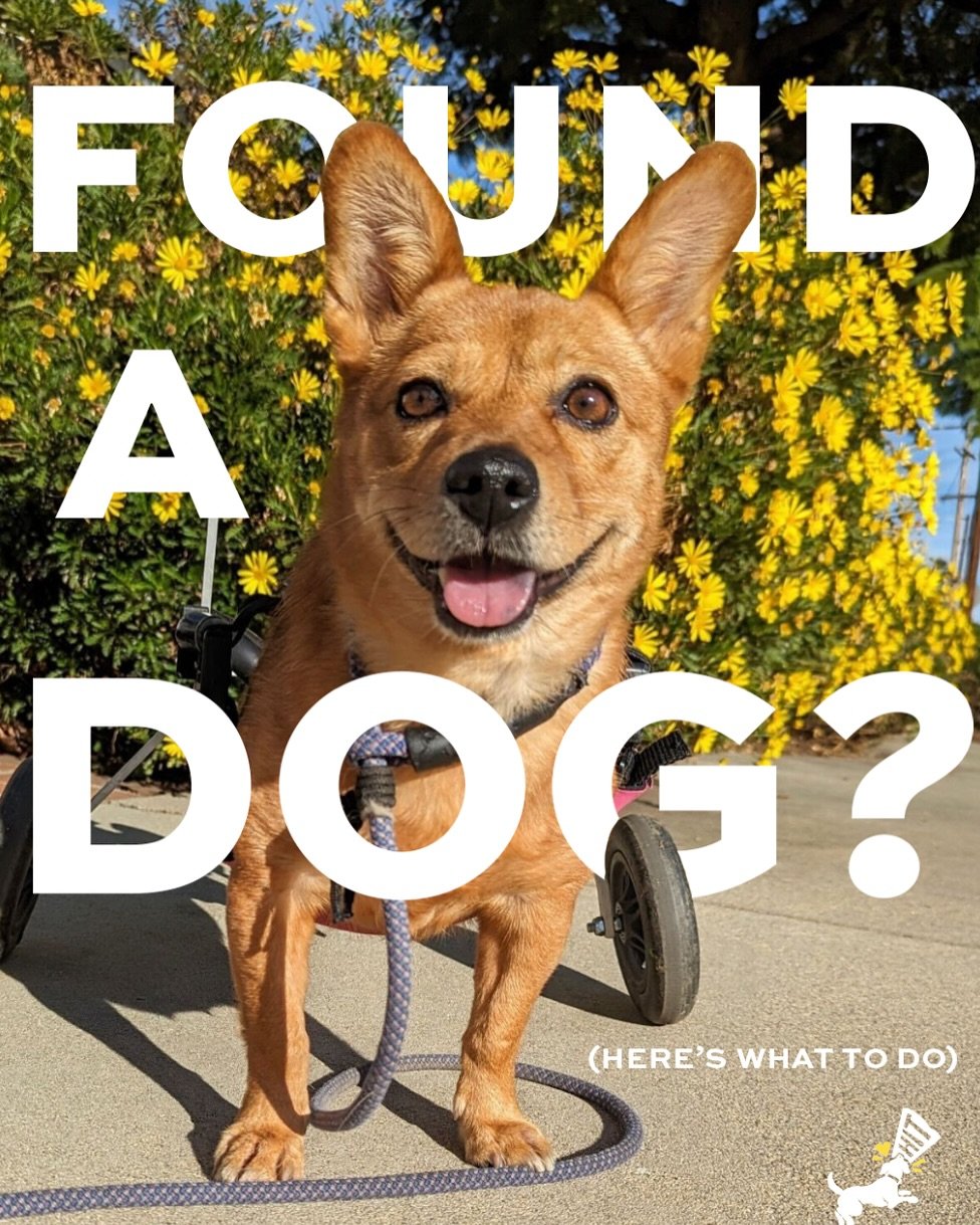Found a dog and not sure what to do? Save this step-by-step guide if you find yourself with a lost pet! 

The 4th of July is just around the corner and it&rsquo;s the busiest time of year for lost pets. Between July 4th to 6th, thousands of animals g