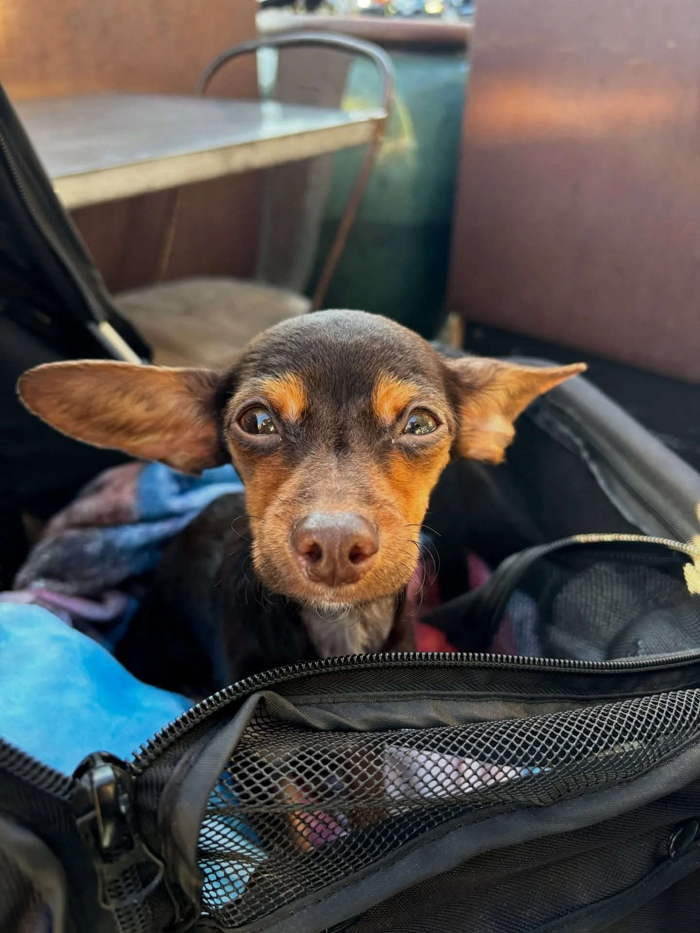 Trek&rsquo;s been busy being the goodest boy at his vet visit! 🩺🐶

When Trek first came to us, he had a persistent, honking cough that made our hearts ache for him. The good news is that vet prescribed medication to help ease his cough, and a suppl