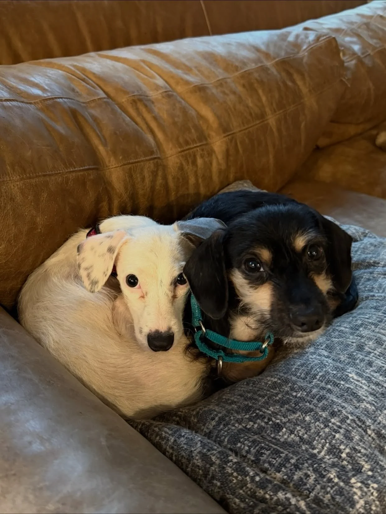 Defender &amp; Rover Vet Pupdate 🩺🐶

Defender and Rover had their vet visit recently and, of course, they stole everyone&rsquo;s hearts the moment they walked in! 🥰

Defender was diagnosed with an ear infection, which was cleaned and treated durin