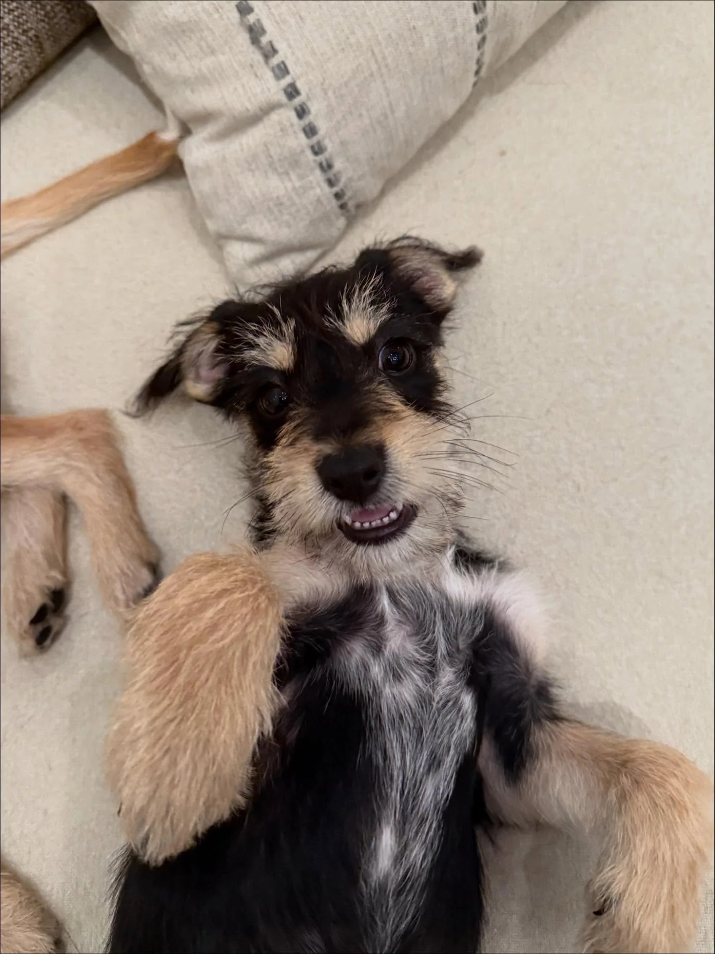 Meet Pacey from our Dawson&rsquo;s Creek litter 💛

Pacey is a 9-week-old Terrier mix full of spunk, charm, and curiosity. He&rsquo;s always the first to sniff out a new toy or greet a new visitor, ready to make friends with every person and pup he m