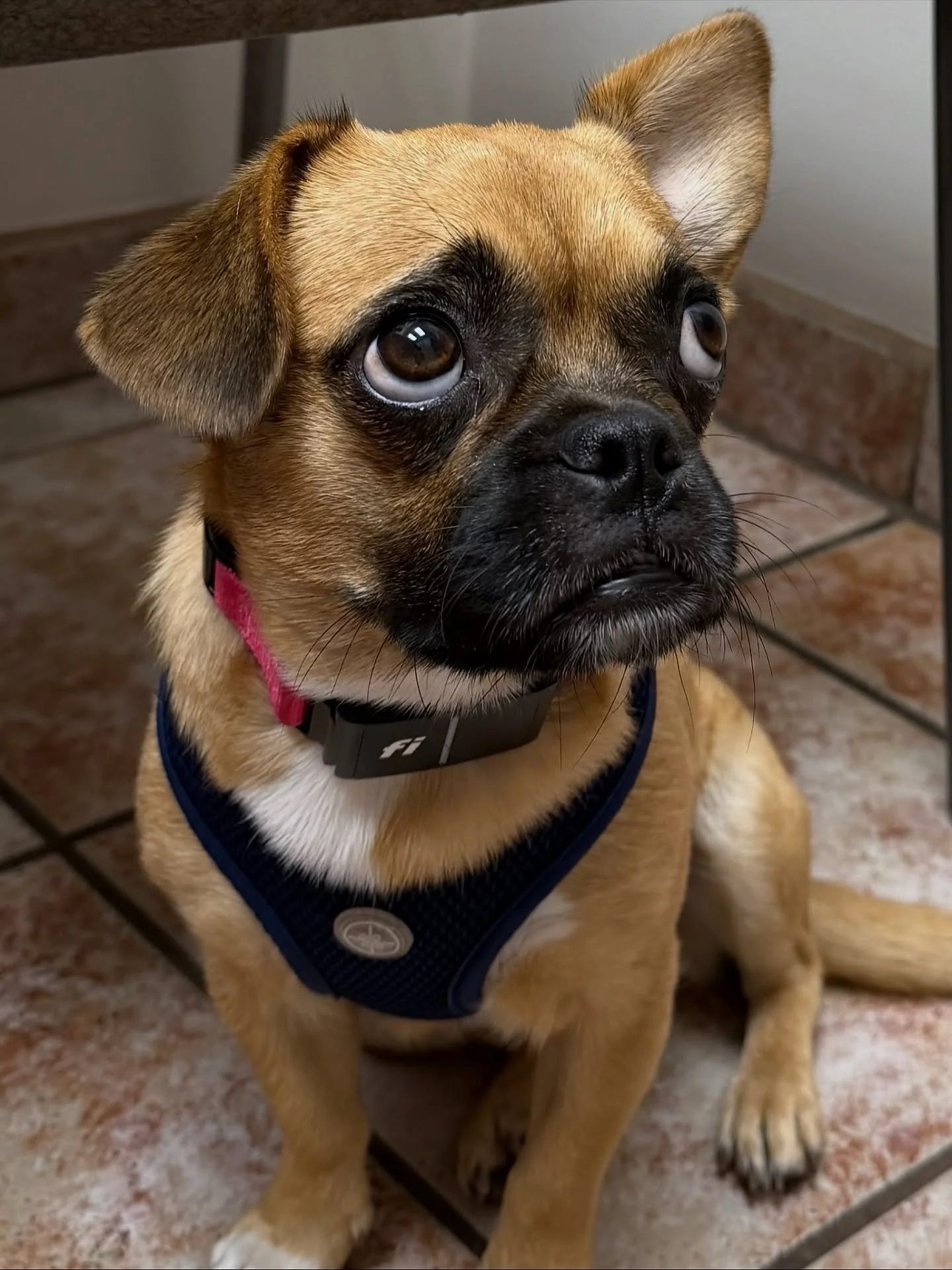 Willow Slinky has been settling beautifully into her foster home and soaking up all the love and care she deserves 🥹

She&rsquo;s starting to show her sweet personality with little bursts of excitement on the couch, her signature barrel rolls, and m
