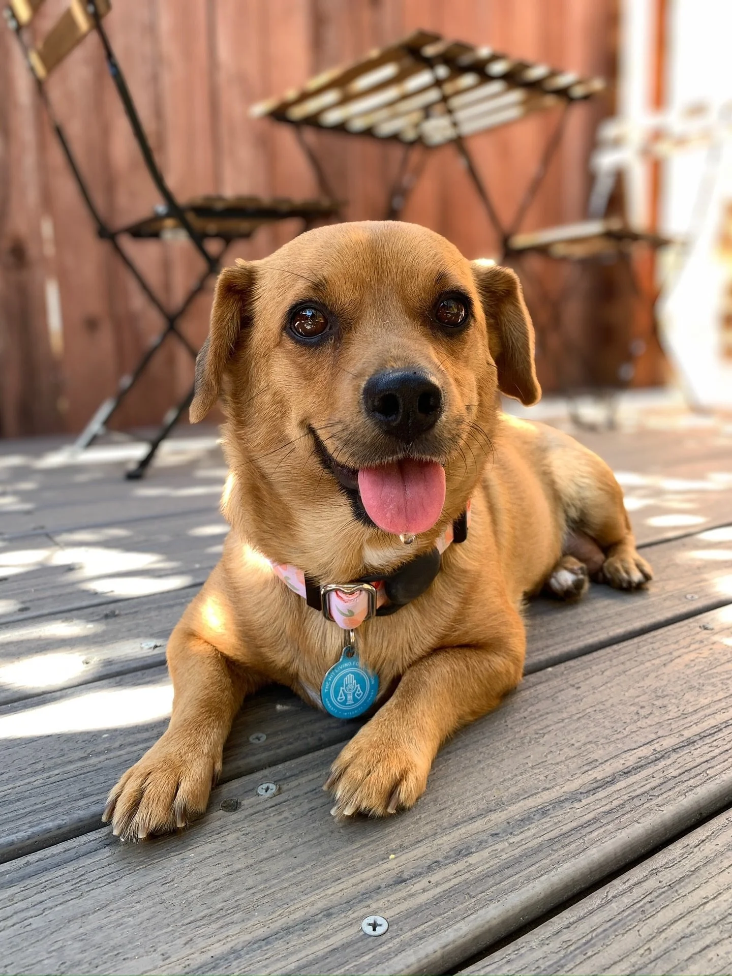 Sweet Weenie has been settling into her foster home beautifully and it&rsquo;s safe to say she&rsquo;s already stolen some hearts! 🥹

With the support of her amazing foster, she&rsquo;s been sleeping soundly through the night and making great progre