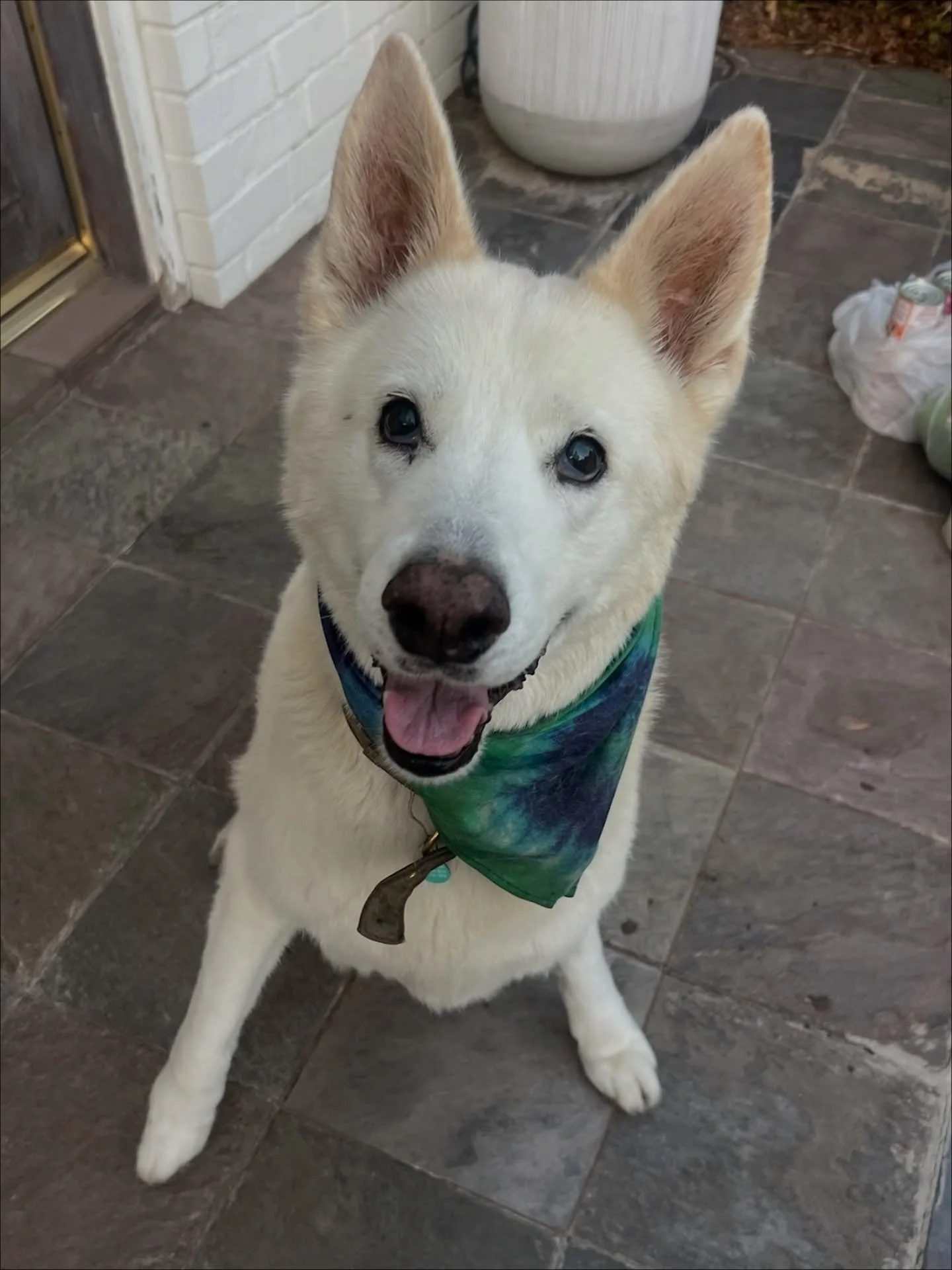 Our sweet fospice boy Peter has been spending his days running around with the kids and snoozing the afternoons away 🥹

Recently, Peter has experienced some weakened bowels, and one day after a long walk with his foster family, his hind legs gave ou