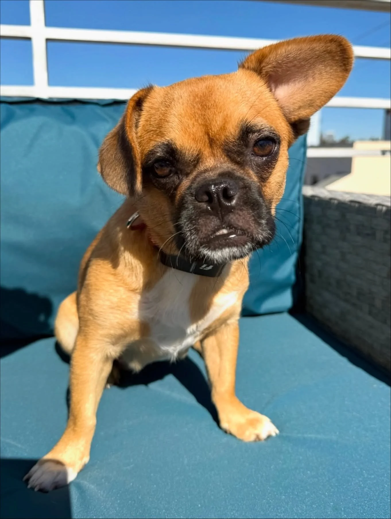 Adopt Willow Slinky! She is a 10-12 month-old Pug/Chihuahua mix with the sweetest little soul and a big heart that&rsquo;s just waiting to bloom! 🐾

True to her middle name &ldquo;Slinky&rdquo;, she&rsquo;s got a delightfully wiggly way about her, s