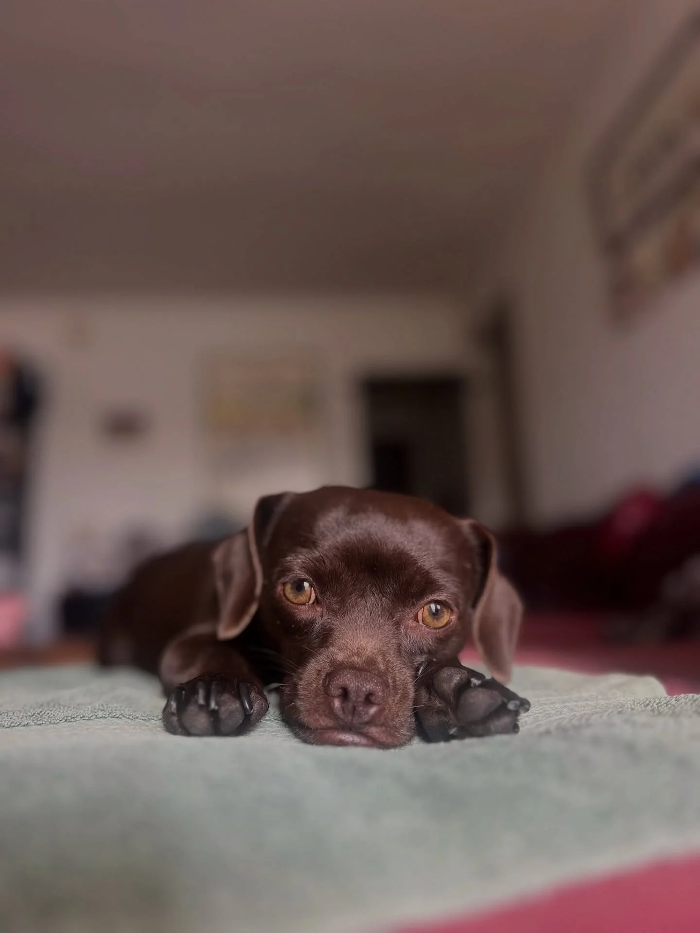 Honeydew&rsquo;s been dreaming of her furever home, she just needs someone to make that dream come true ☁️🐾

Since we rescued Honeydew, she has truly blossomed. she&rsquo;s still a little shy but curious and gentle with new people and dogs. She love