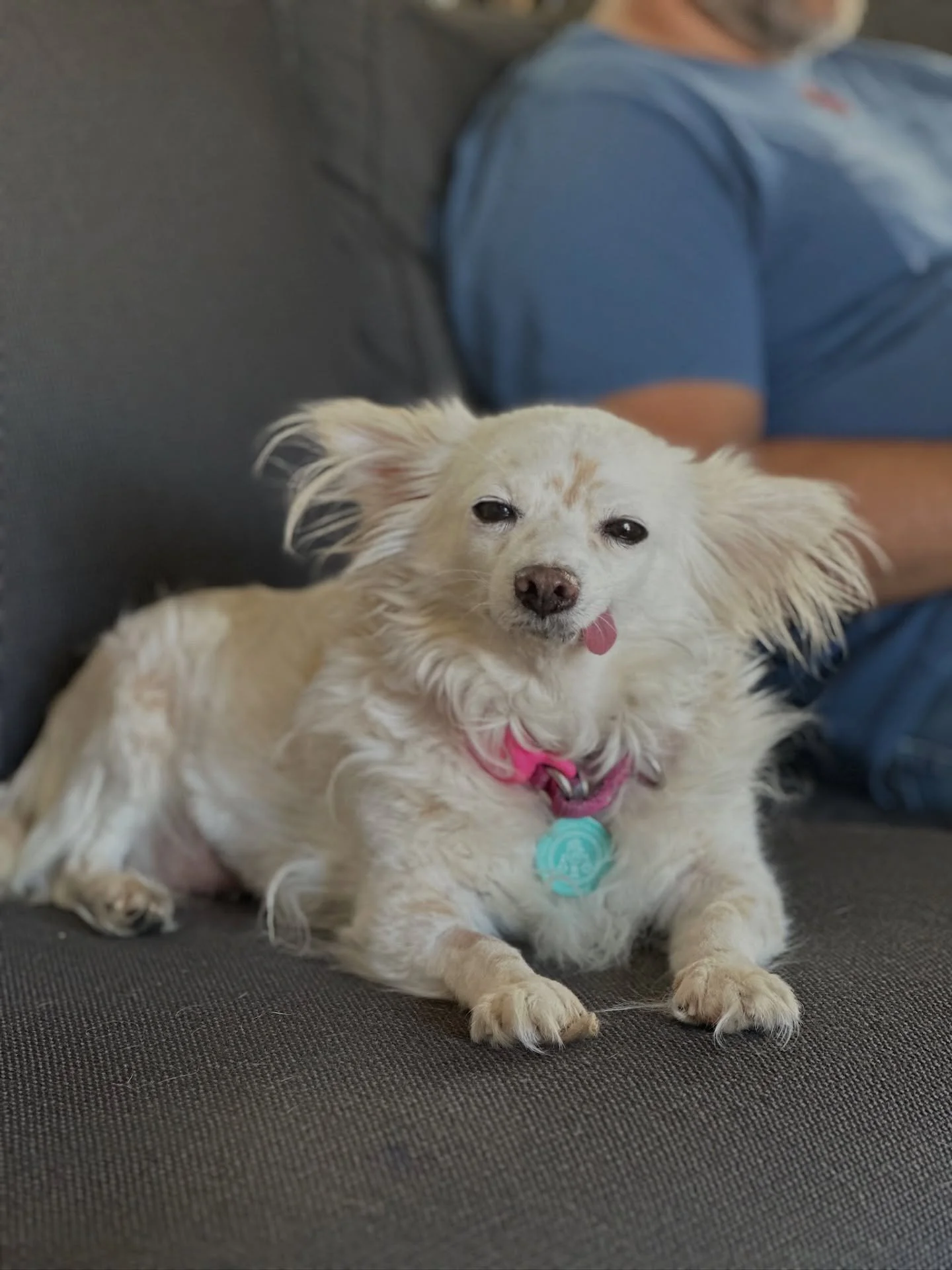 Dapple Update 🐾

Our sweet girl Dapple has been such a brave little trooper. She recently had knee surgery to repair a torn ligament in her left hind leg, and she also had a full dental with extractions. While she may not have any teeth left she has