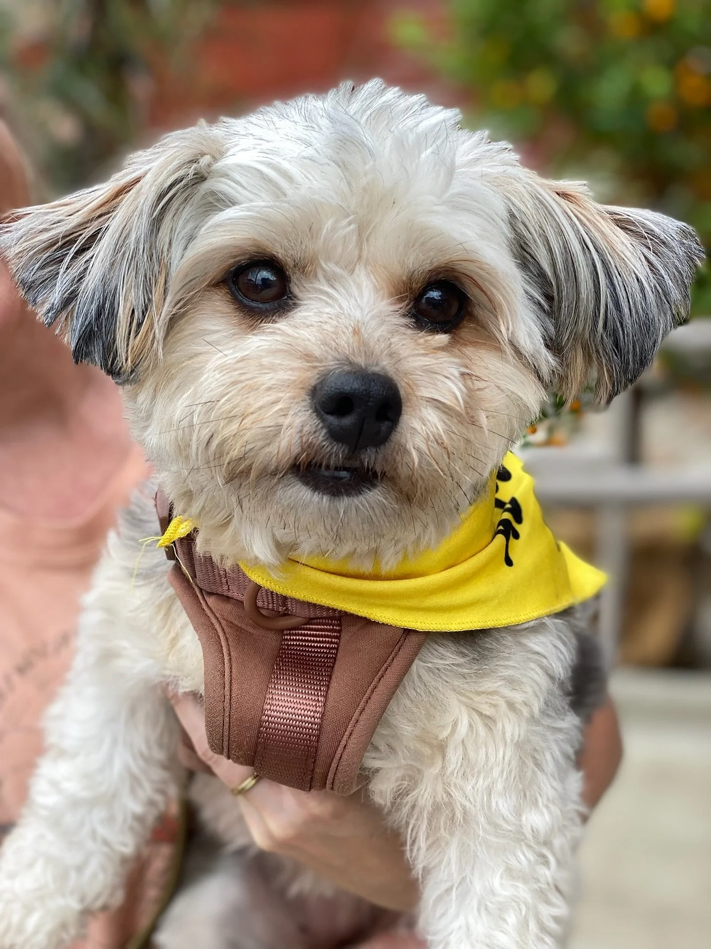 Adopt Savannah! She is a 5-year-old sweetheart who is the ultimate snuggle queen, stuffy hoarder, and car-ride co-pilot ready to be yours!

Savannah loves her people with her whole heart, she&rsquo;ll happily follow you around the house and be your l