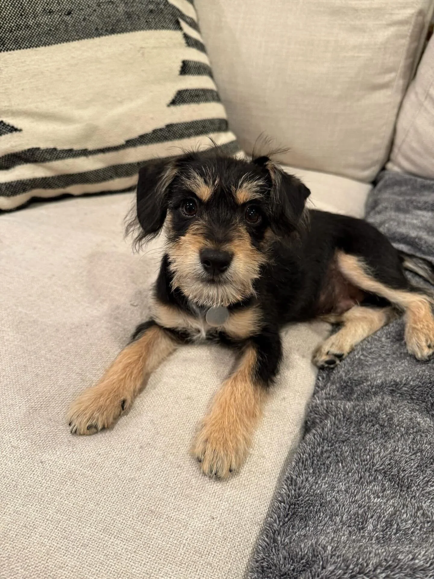 Pacey Update! πΎ
Our adorable boy Pacey is still on the lookout for his furever home! β¨
This cutie is a happy, playful pup with an endless love for toys, zoomies, and making new friends. He’s always excited to greet everyone he meets and trul