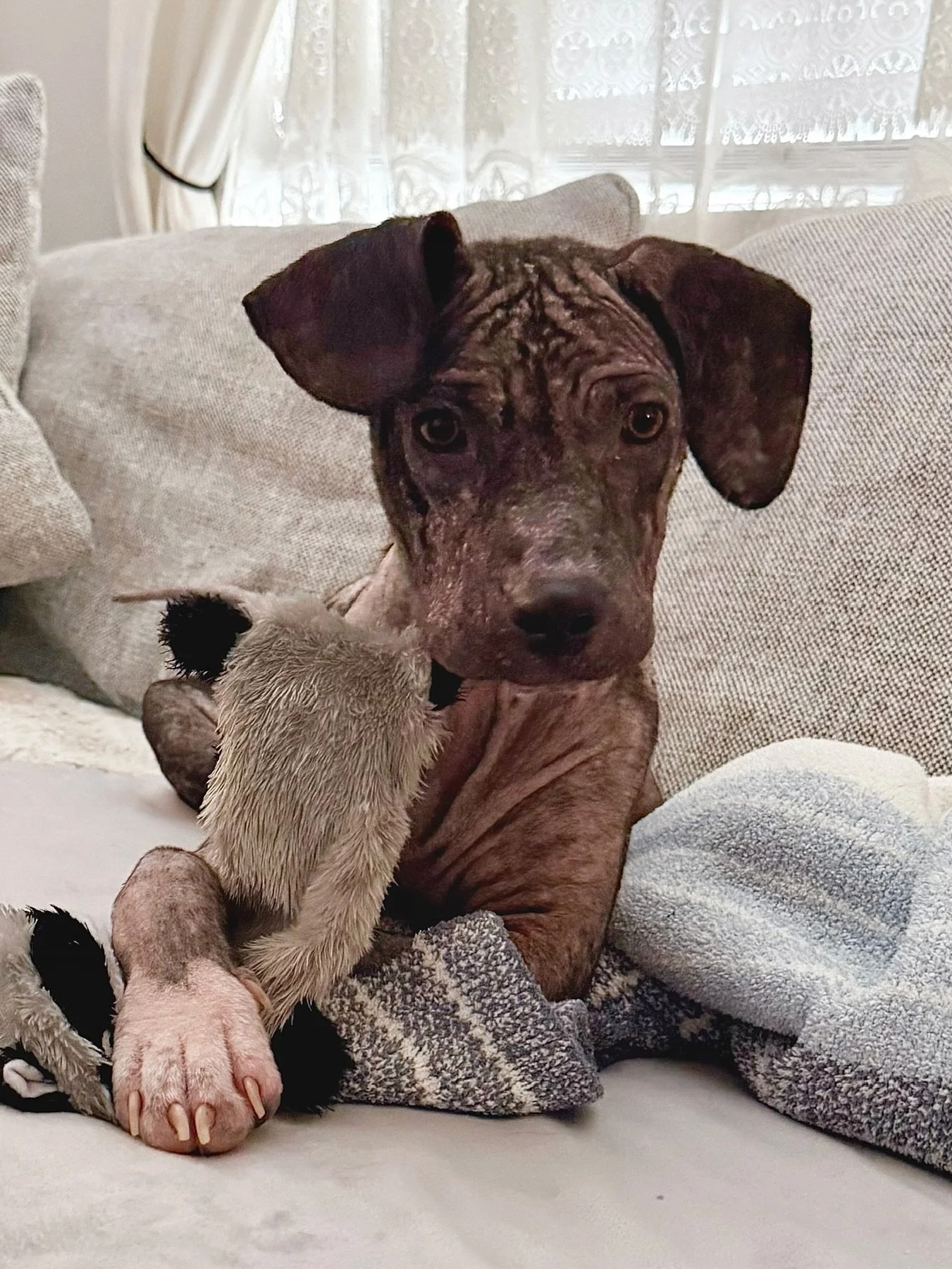 Tiger Lily Update! πΈπ
Our sweet girl Tiger Lily has been such a little trooper! She recently went in for a vet check-up and got lots of love from the staff. π₯° Her skin is healing beautifully and she’s on the right track to staying healthy a