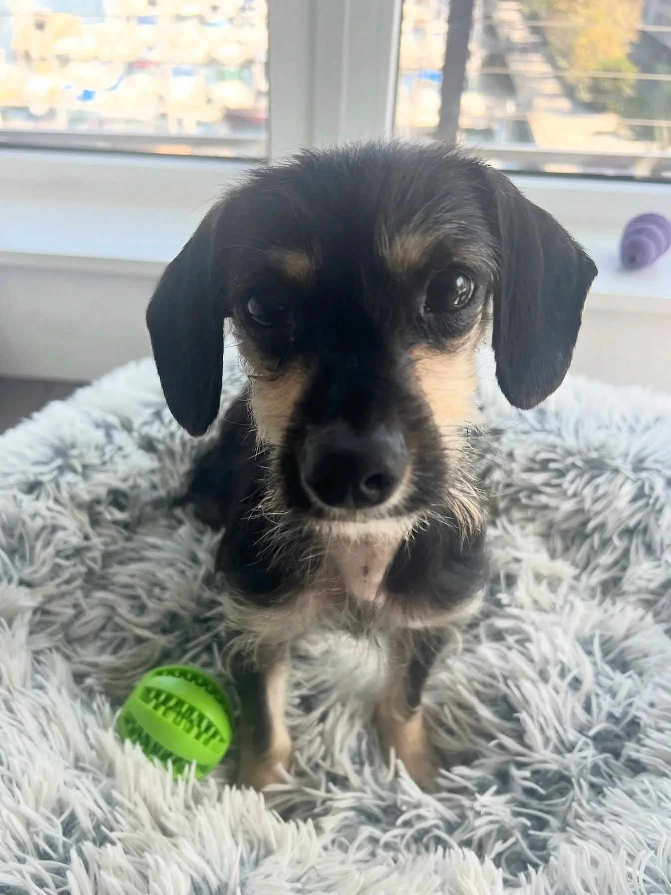 Looking for the perfect snuggle buddy? Rover&rsquo;s your guy! 🥰

He is a 7-month-old Chihuahua mix who loves nothing more than being right by your side, whether you&rsquo;re lounging on the couch or heading out for a mini adventure. He&rsquo;s a pr