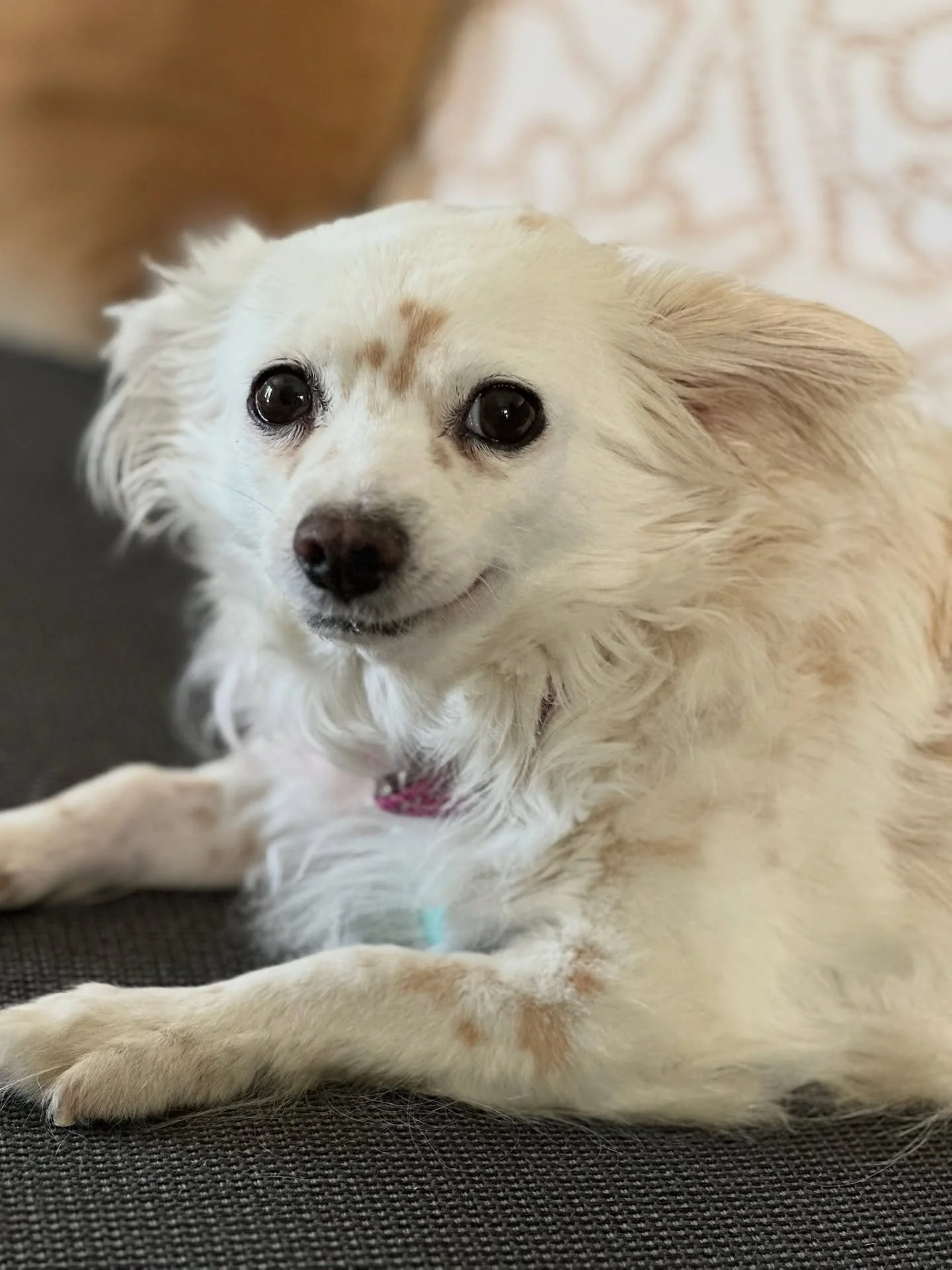 Adopt Dapple! She is a 6-year-old Spaniel/Chihuahua mix!
Dapple is a gentle, loyal little companion who adores being close to her person, whether that’s snuggling on the couch, tagging along on walks, or simply keeping you company throughout t