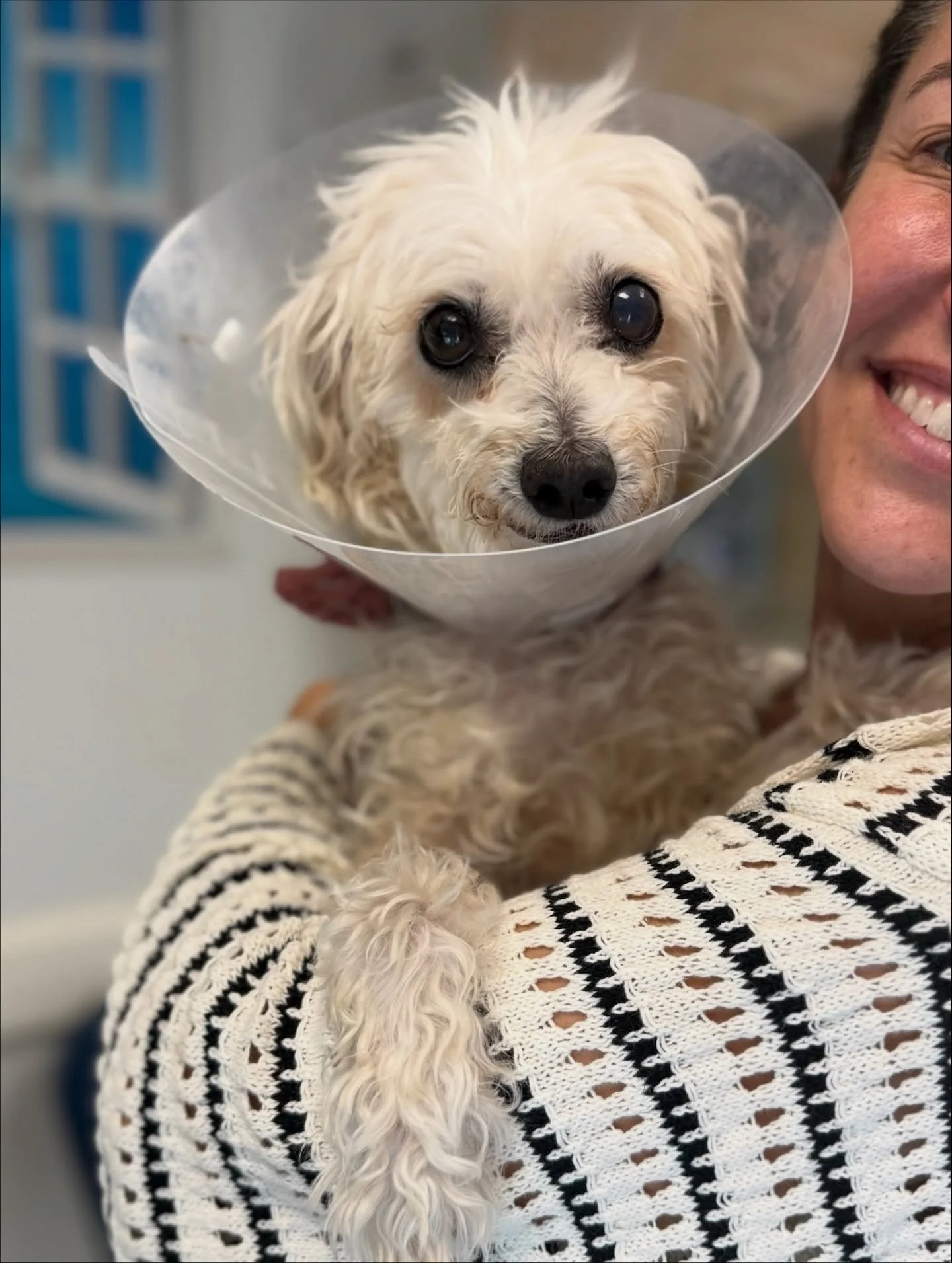 Polly Update! ❤️‍🩹🥹
Our sweet warrior Polly recently had her second surgery to remove a few remaining mammary masses in an effort to be thorough and proactive. Everything looked clean, and the vet was very happy with how it all went 🙌
A coup