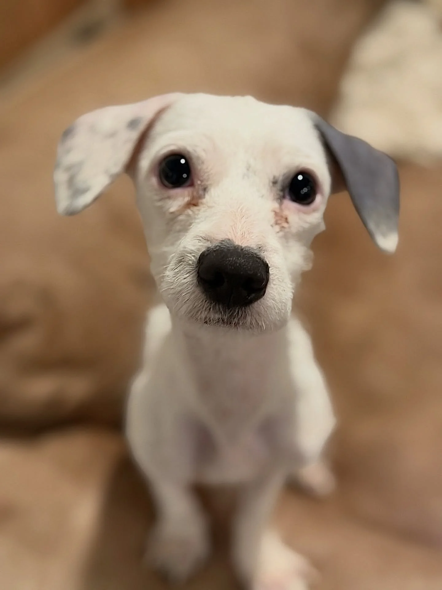 Looking for a cuddle and adventure buddy? Defender’s your guy! 🐾
He is a 7-month-old, 9.6lbs Chihuahua mix who’s the perfect blend of loyal companion and snuggle buddy. He loves playing with his brother, exploring new adventures, and ke