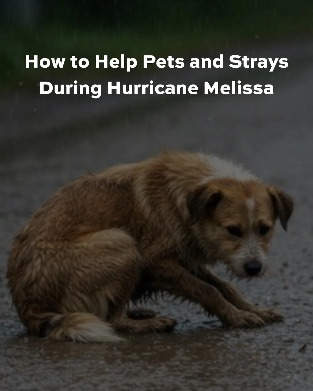 We know firsthand the destruction a Category 5 hurricane leaves behind: entire towns gone, families separated, lives lost 💔

As Hurricane Melissa ravages through some of the Caribbean islands, our thoughts are with everyone trying to hold on. If you