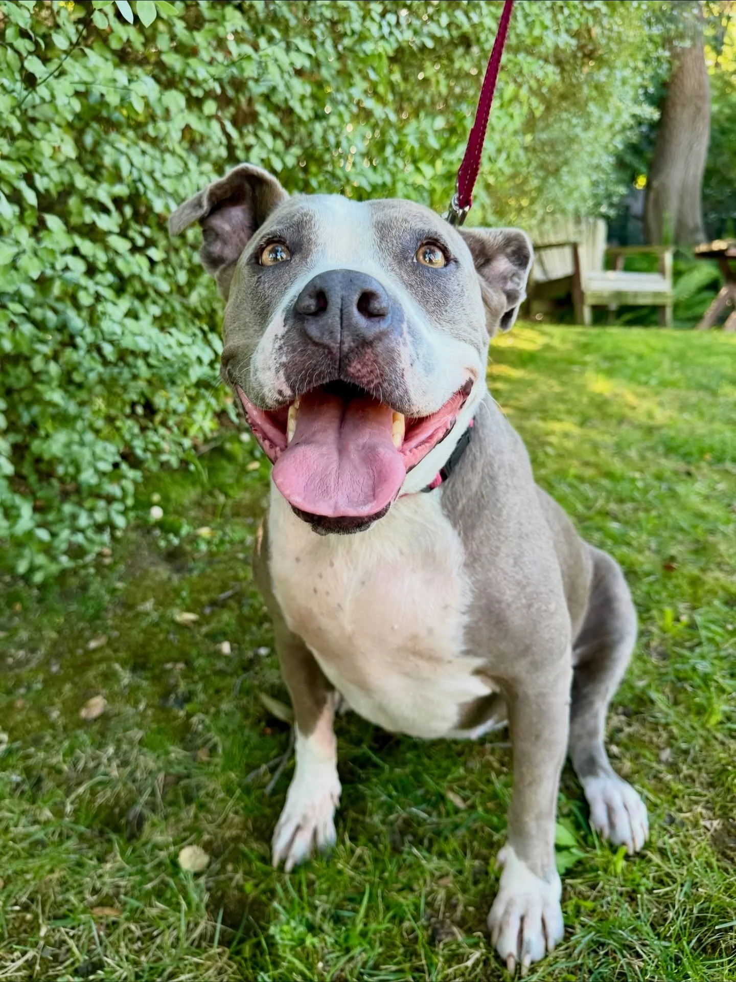 Adopt Bella! She is a 9-year-old American Staffordshire Terrier is as happy and loving as they come 🥰
Bella has a big heart and plenty of energy, especially when it’s time to play fetch or tug-of-war, her two favorite games! Bella is a total