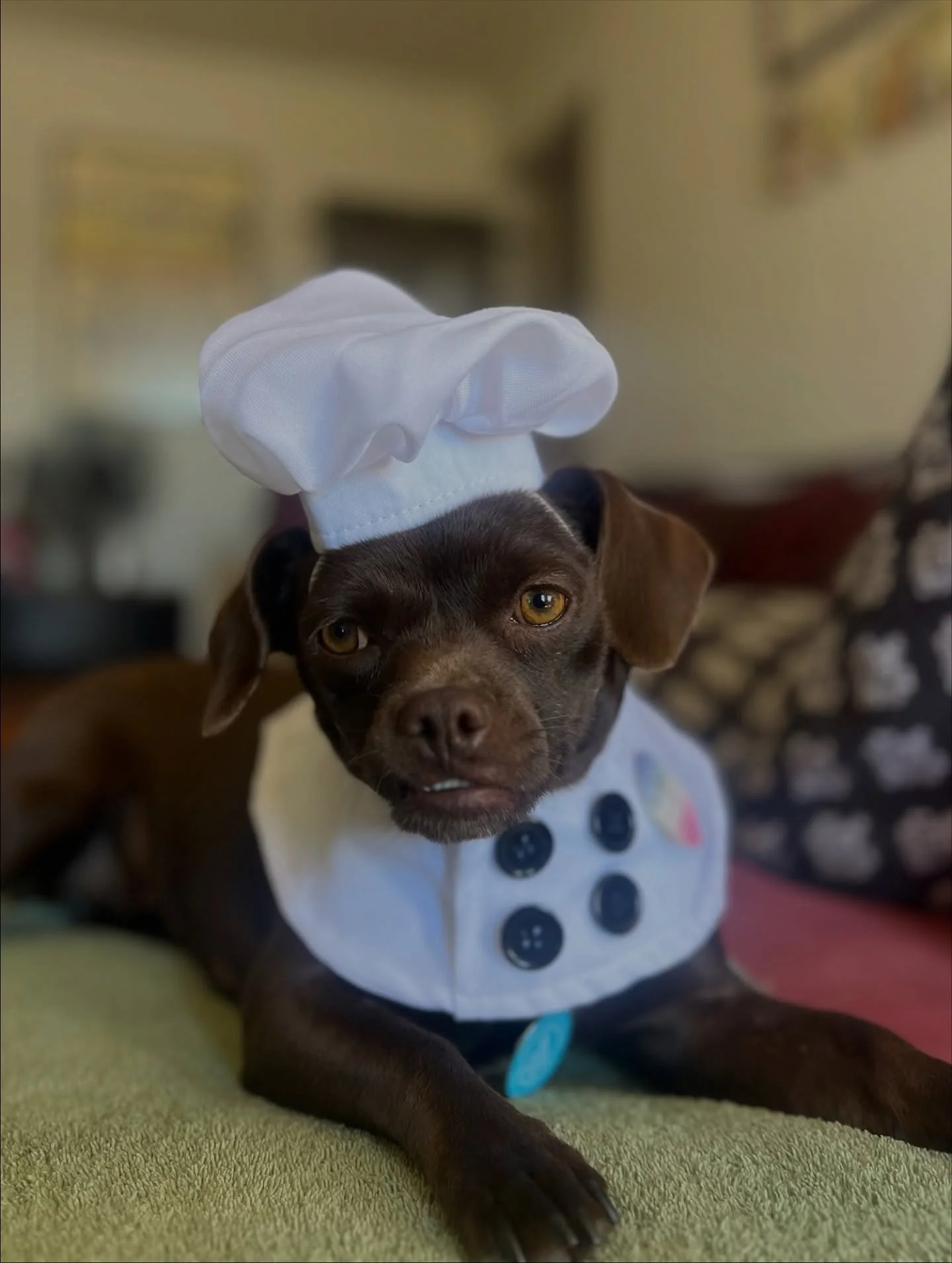 Honeydew wears many hats, today’s a chef, tomorrow your sous chef for life! 🤣
Our one year old Chihuahua and Lhasa Apso mix is still looking for her perfect home. She’s had a few lovely applications, but none have been quite the right r