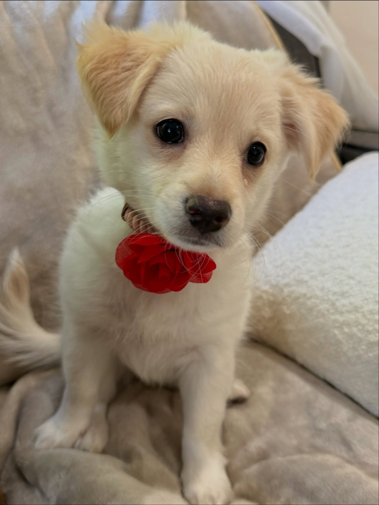 Adopt Butternut! She is a 9-week-old pup who&rsquo;s the biggest of the bunch with the most gentle heart! 🍂

We rescued her, her two siblings, and their mama after they were brought to the South LA Shelter as &ldquo;strays&rdquo;, though we suspect 