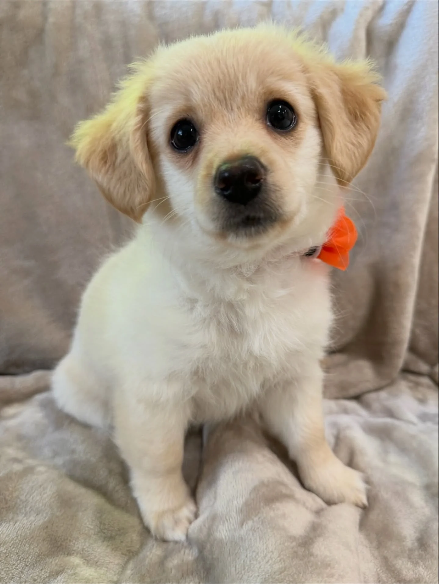 Adopt Pecan! She is a 9-week-old pup who&rsquo;s the fearless middle sibling! 🍂

We rescued her, her two siblings, and their mama after they were brought to the South LA Shelter as &ldquo;strays&rdquo;, though we suspect there&rsquo;s more to their 