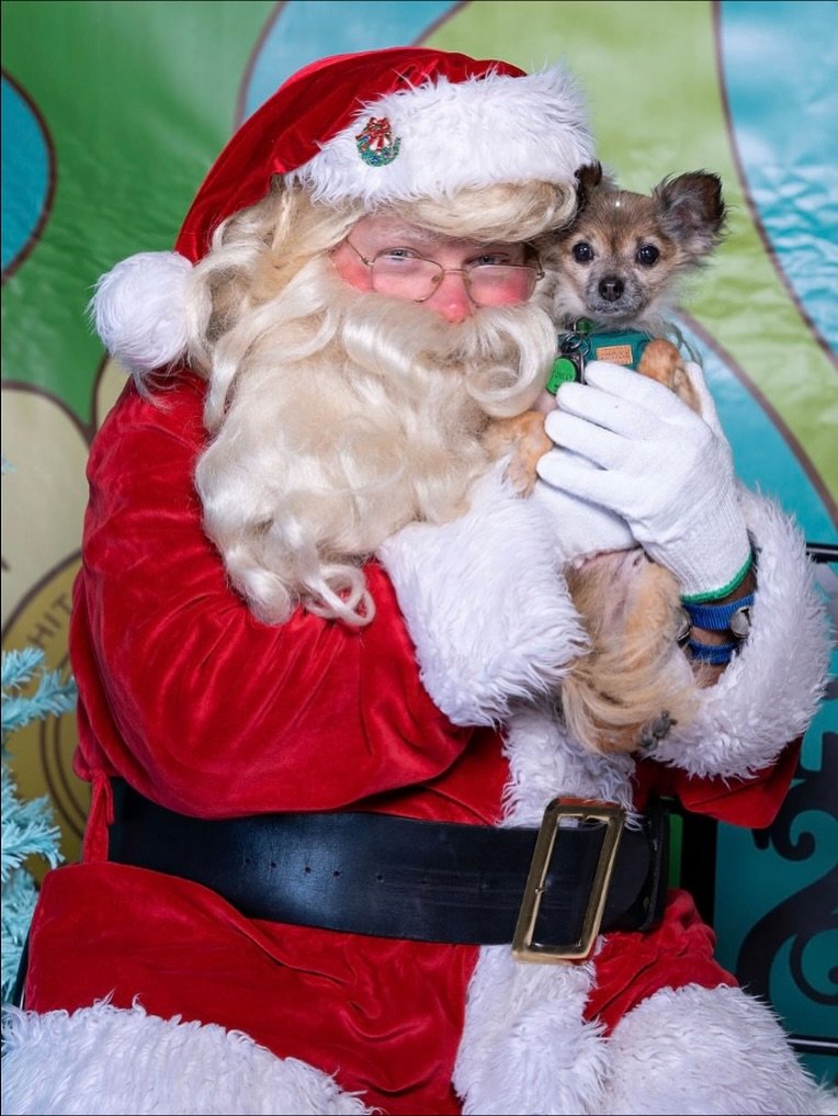 Throwback to last year&rsquo;s HIT Holiday Market! 🎄🕎✨

From adorable adoptable pups to the most amazing local and dog centric vendors, it was a day filled with community, holiday cheer, and shopping that gives back 🎁🐾

We can&rsquo;t wait to do 
