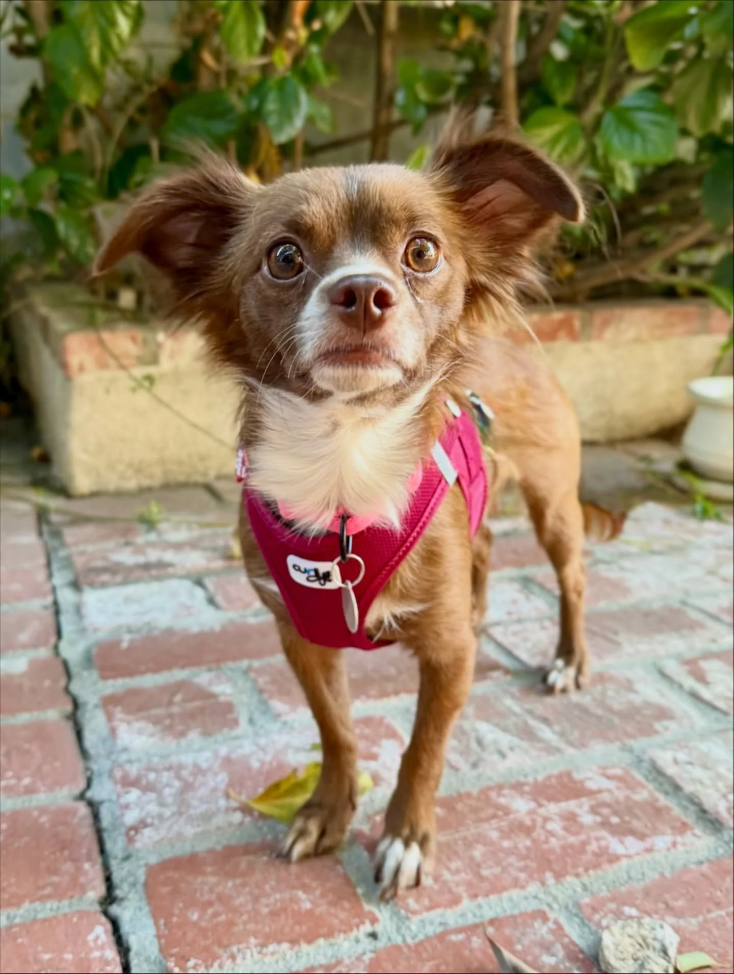 Adopt Mama Autumn! She is an 11lb Papillon/Chihuahua mix! 🍂

We rescued Autumn and her three pups after they were brought to the South LA Shelter as &ldquo;strays,&rdquo; though we have a feeling there&rsquo;s more to their story.

Autumn is a gentl