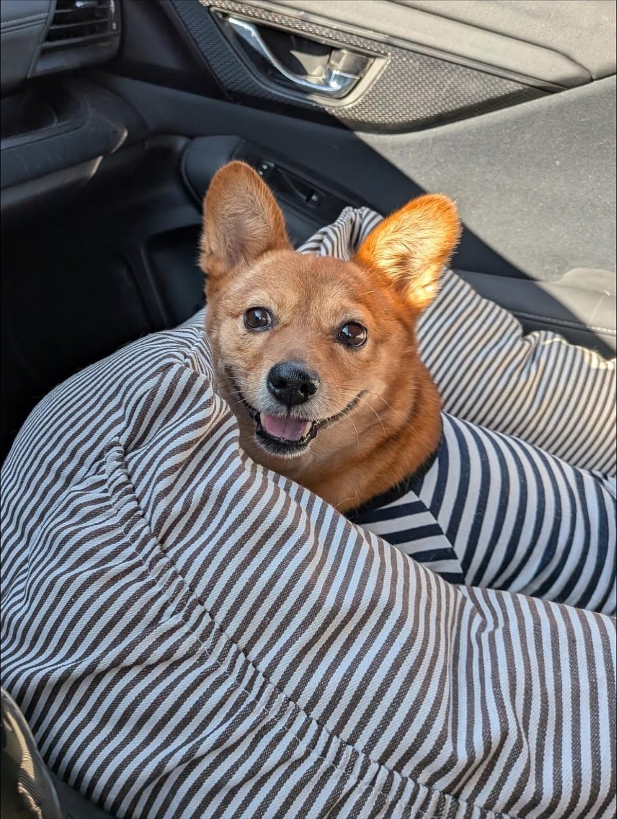 Little Yellow Update! ✨

Our sweet Little Yellow has been living her best life lately! She stole the show on Halloween, winning our costume contest and proudly rolling around in her plane costume. This girl truly knows how to make an entrance! ✈️🎃

