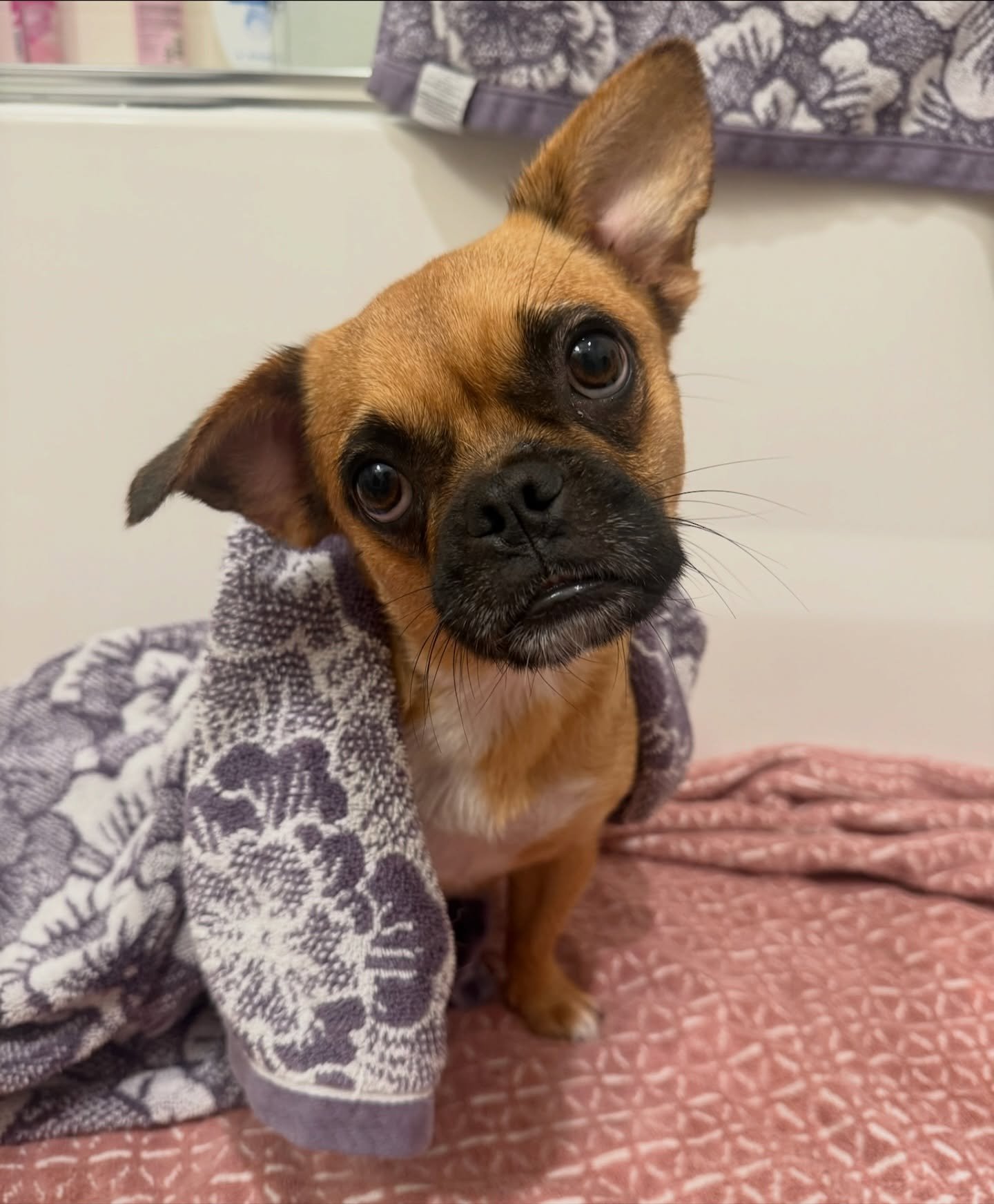 ‼️Warning: one look at Willow Slinky&rsquo;s underbite and extra-expressive face, and you&rsquo;ll be obsessed!

Willow Slinky is a 10&ndash;12-month-old Pug/Chihuahua mix with the sweetest ways of showing love. When she&rsquo;s excited (especially w