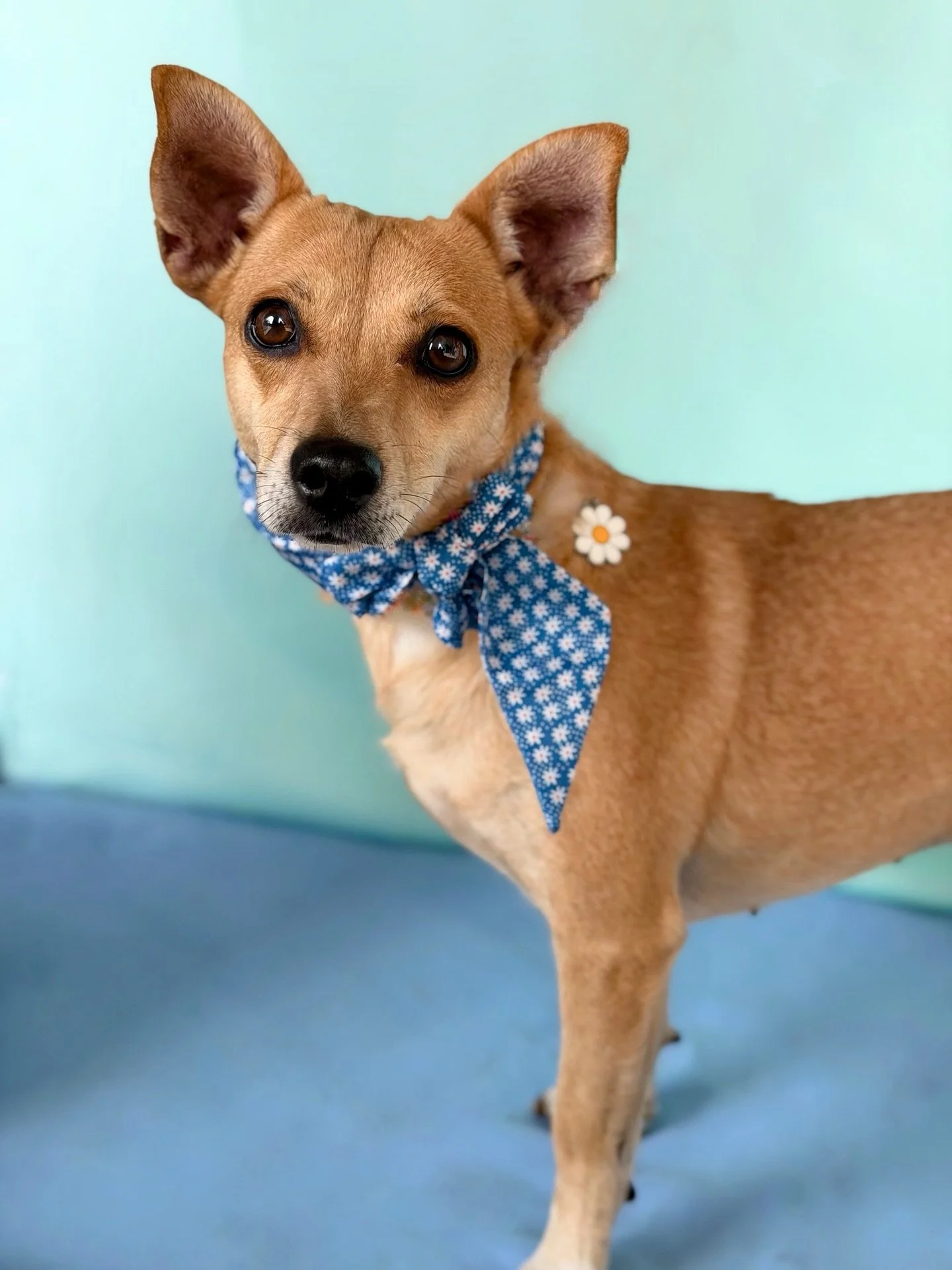 Meet Crystal!

Crystal is a 3 year old Dachshund/Terrier/Chihuahua Mix who is ready to learn about all the joys in life since arriving at her local shelter as a stray. She&rsquo;s a shy girl at first, then transforms into an energetic, athletic, play
