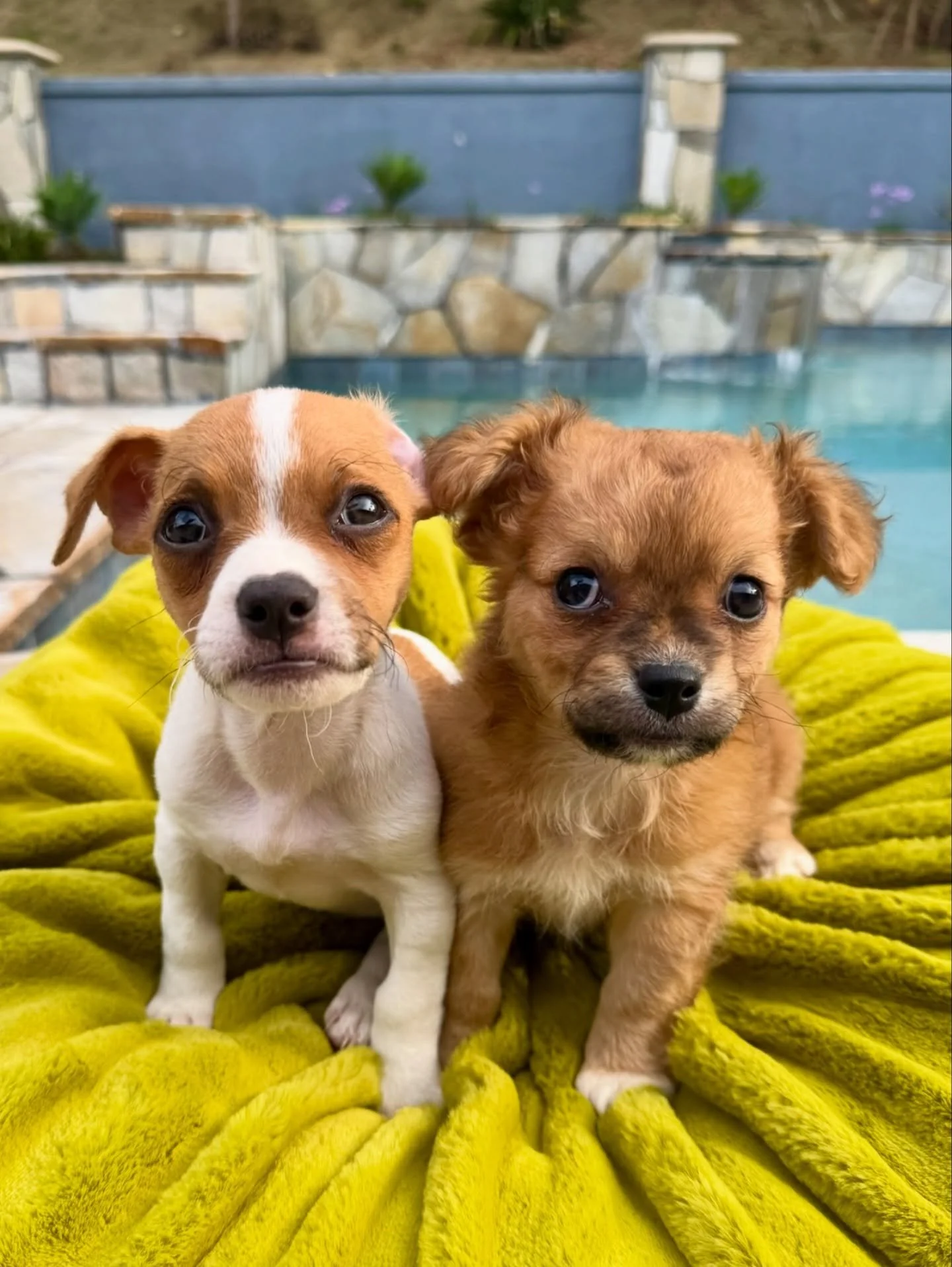 Introducing Gigi (right) and Gustave (left)! 🇫🇷🥖

Over the weekend, we shared about a large pack of dogs living with an unhoused man in Los Angeles (11 puppies and 6 adult dogs in total). While the man wasn&rsquo;t willing to surrender the adults,