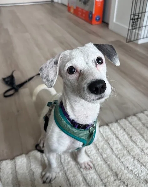 Adopt Defender! 🐾💛

This boy is part goofball, part bunny, part cuddle expert, and 100% heart. He is a 10lb, 8 month old, chihuahua/yorki mix and is still waiting for his furever home!

He takes his snack time very seriously, believes every lap was