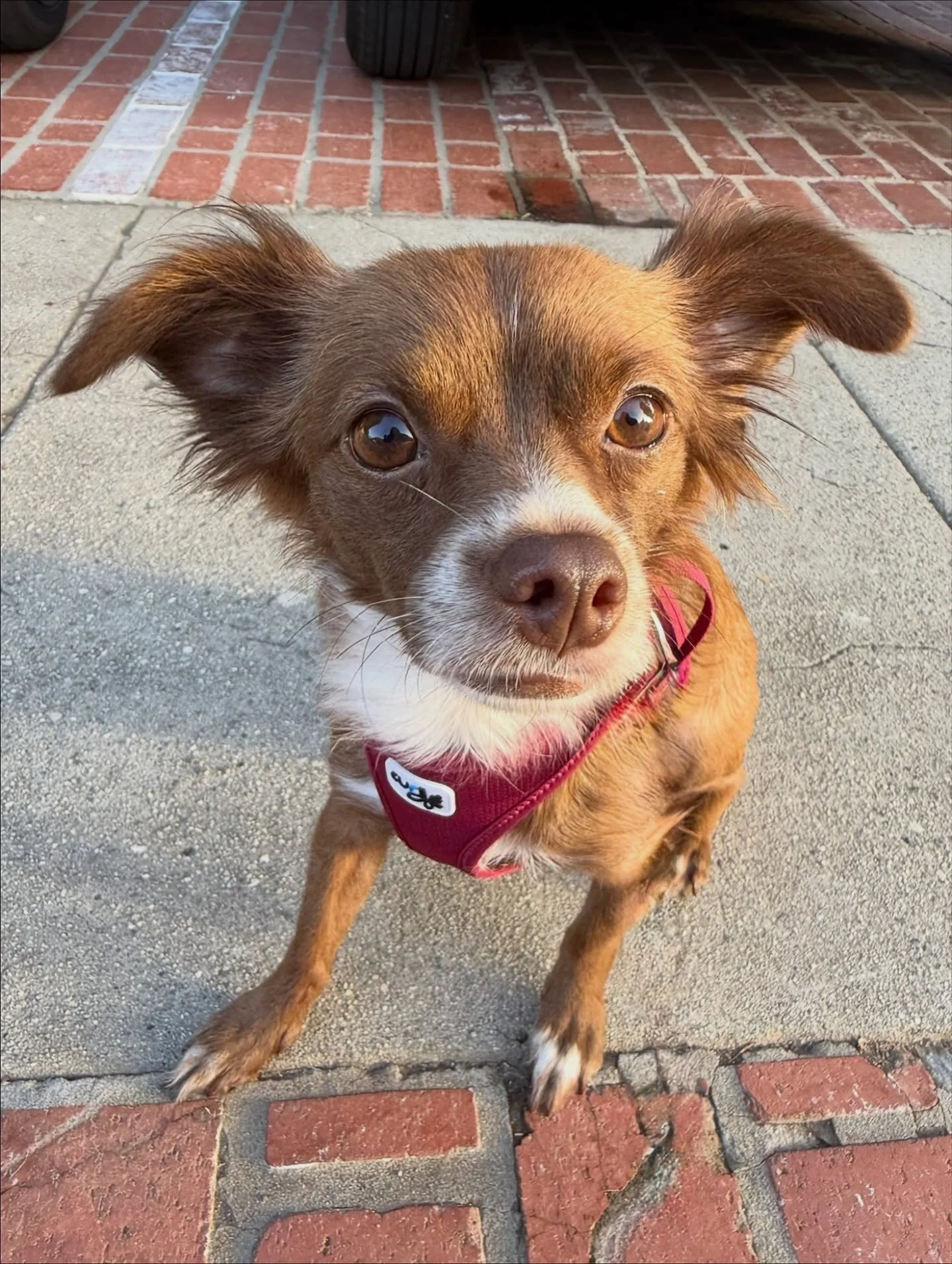 We are beyond surprised that Autumn is still waiting for her furever family to notice her! 

She is a 1-year-old, 11lb Papillon/Chihuahua mix who&rsquo;s done an amazing job raising her babies and is now ready to live her best life.

Autumn is a gent