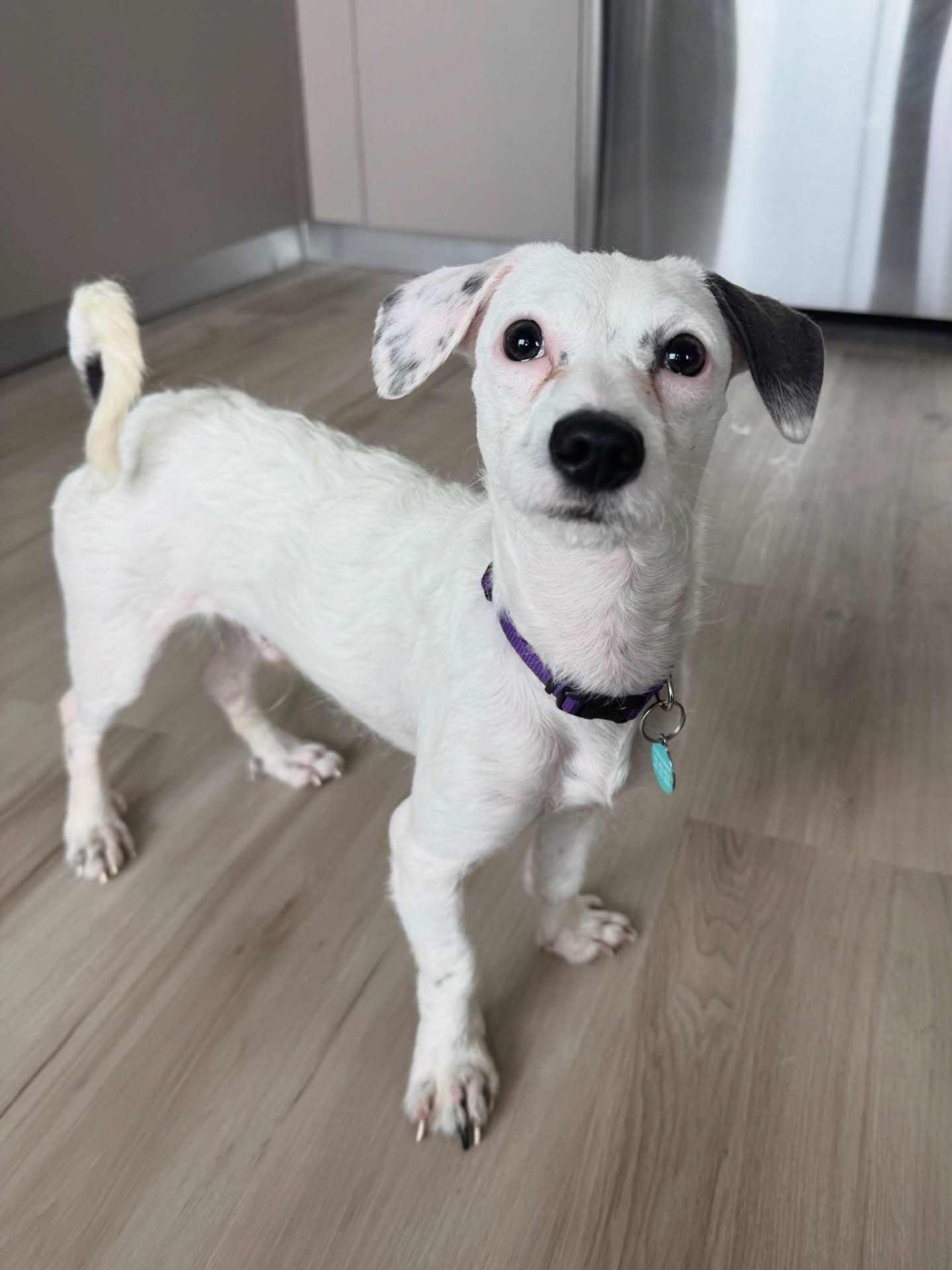 Defenders holiday wish? A family to call his own! 🥺🎄

This sweet and adoptable 8-month-old Chihuahua/Yorkie boy is truly all you could ever ask for. He is equal parts loving and silly! With playful energy and the best snuggles occasionally on top o