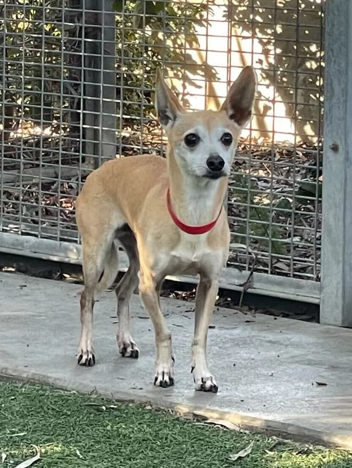 🚨FOSTERS NEEDED! 

We need your help getting these three dogs out of the shelter but we can&rsquo;t do it without fosters.

Tan Chi (slide 1)
-9 years old
-Neutered Male
-12 lbs
-Needs a temp foster for a few days

Black Terrier (slide 2)
-6 months
