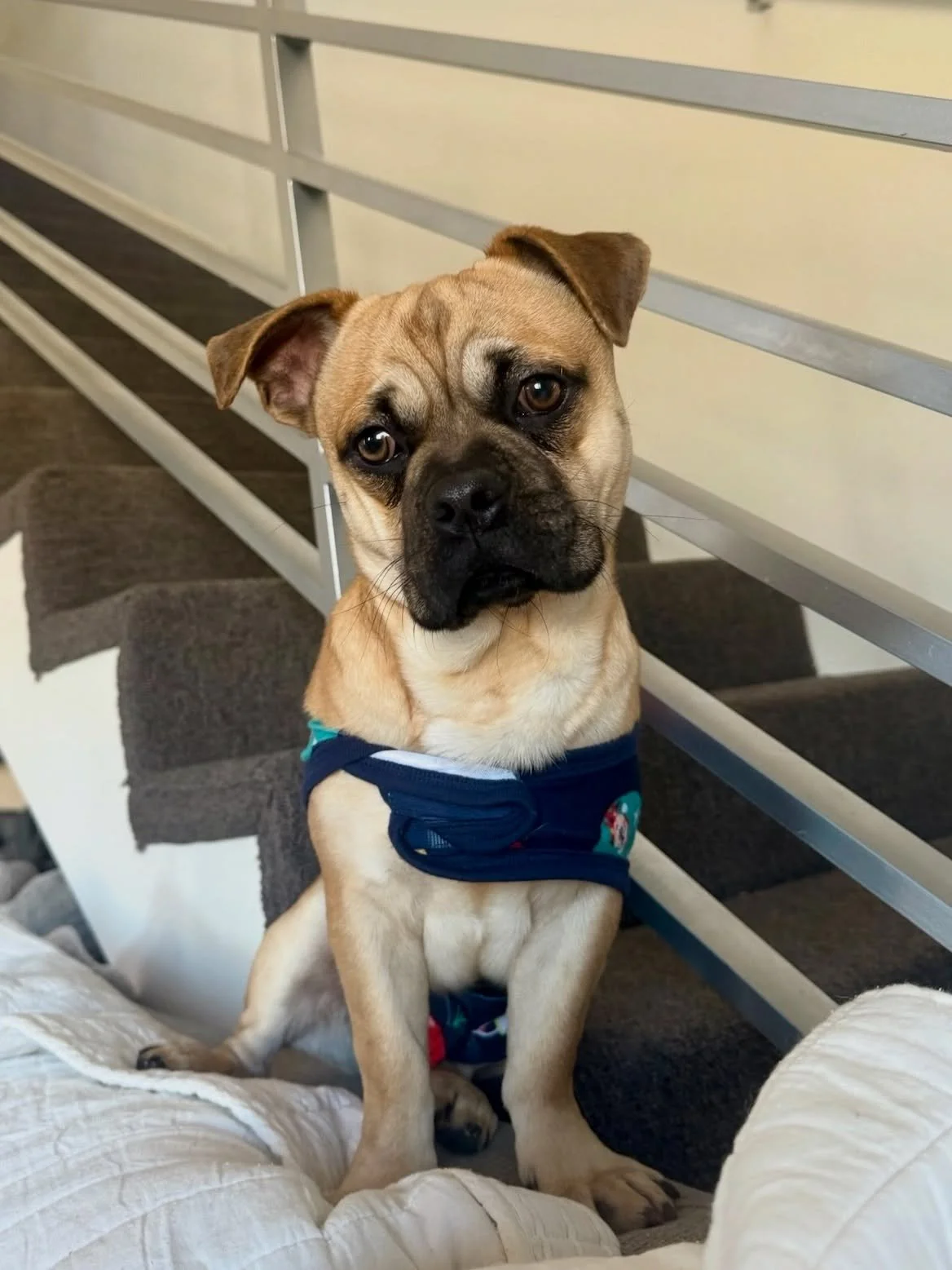 Warning: you cannot look at this face without falling in love!&nbsp;🤎🐶

Please welcome BANJO!&nbsp;🪕

&nbsp;Banjo is a 1-year-old pug mix who came into Harbor Shelter as a &ldquo;stray&rdquo;, where he quickly stole everyone&rsquo;s hearts with hi