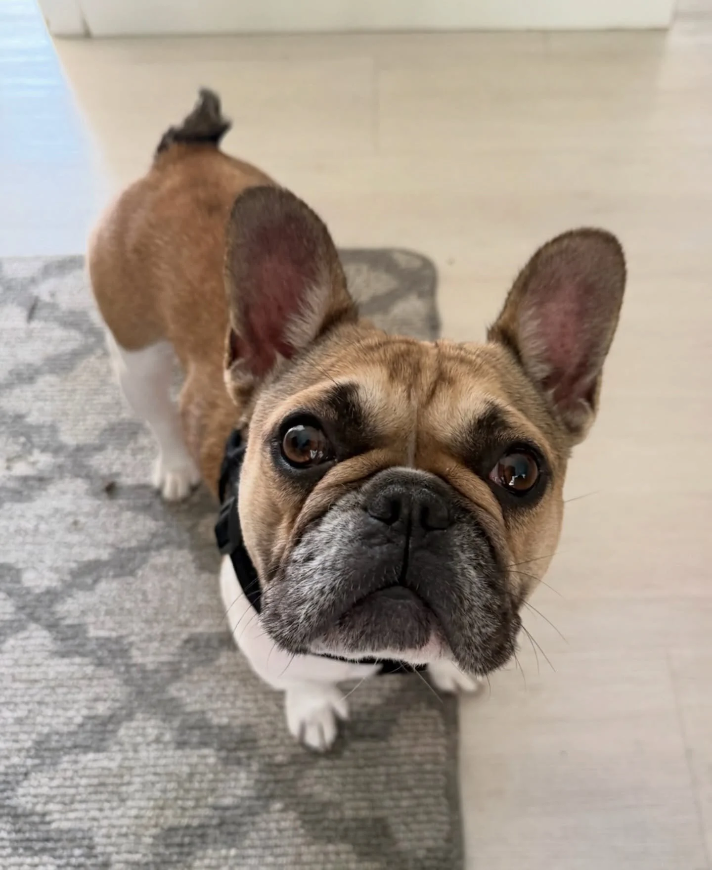 Please welcome Agnes! 🐾

Someone in Van Nuys was on their way to take her to the shelter when a Good Samaritan stepped in, and then reached out to us if we could help. Agnes had gotten out twice in her current home and wound up pregnant both times. 