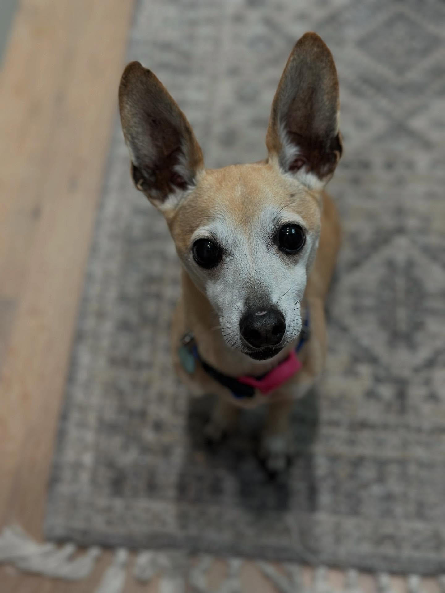 Fizz Update! 🫧🥤

Fizz is settling into his foster home so beautifully. He&rsquo;s been taking things at his own pace, getting comfortable with his new routine, and showing more of his sweet little personality every day. His foster shared the cutest